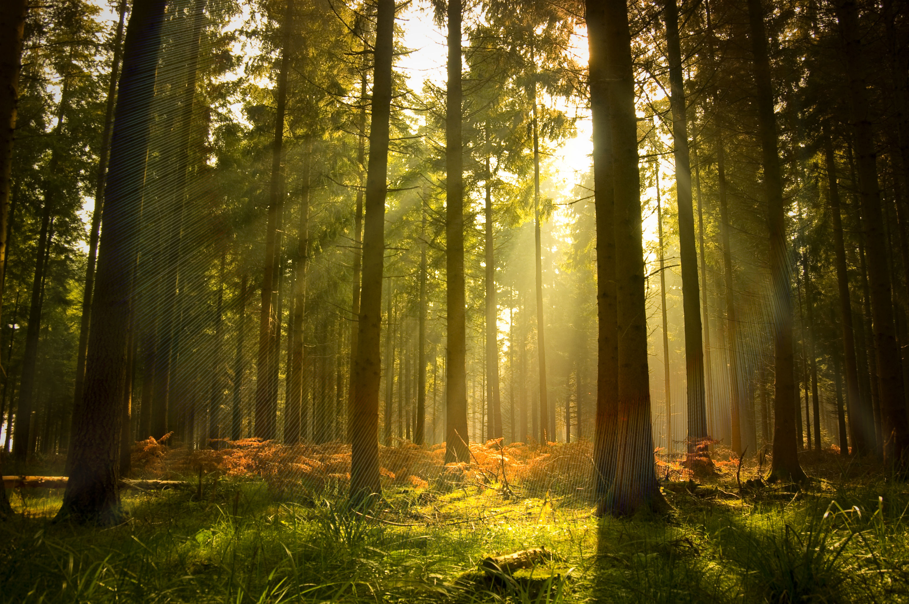 Free download wallpaper Forest, Earth on your PC desktop