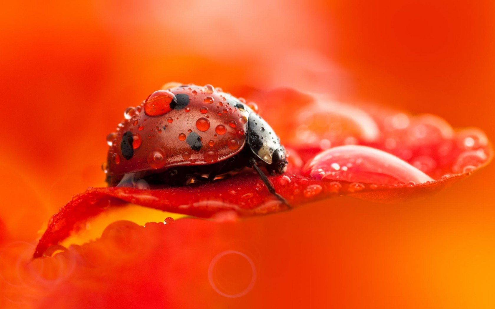 Free download wallpaper Animal, Ladybug on your PC desktop