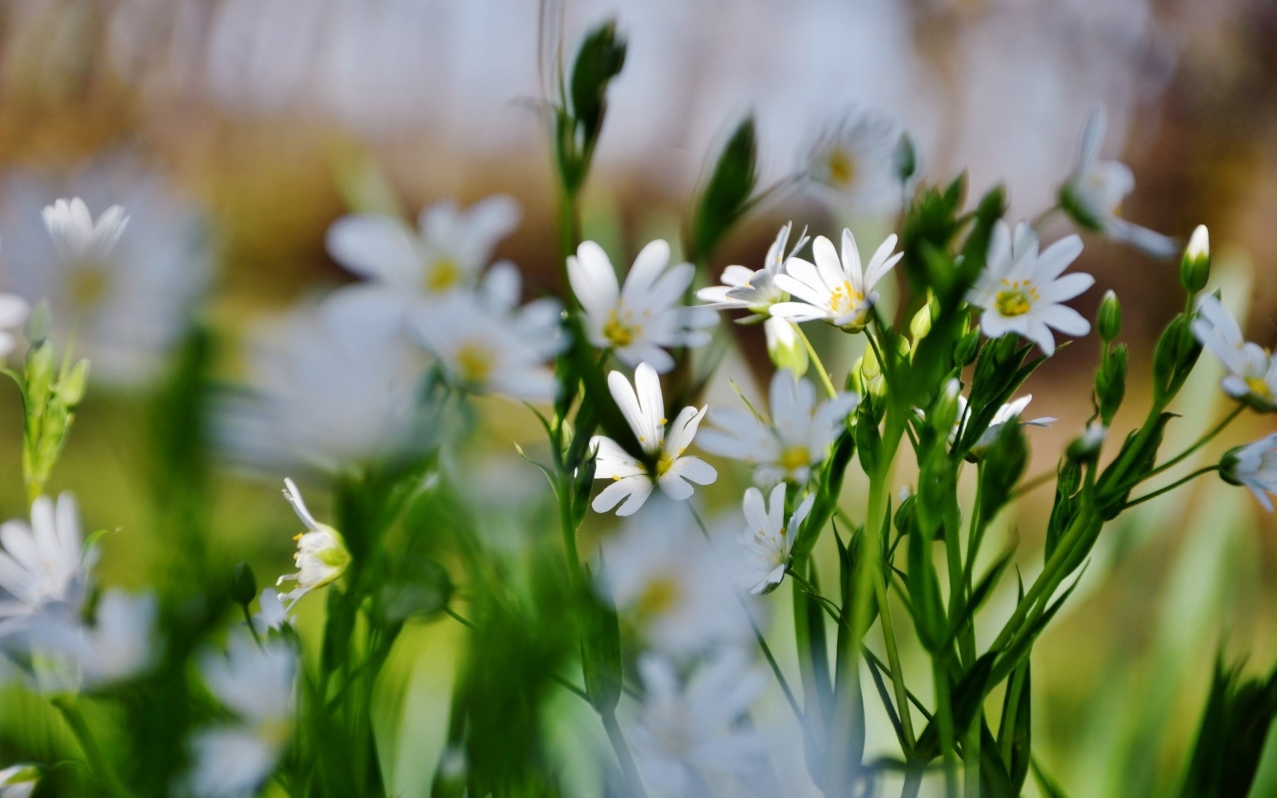 Free download wallpaper Flowers, Flower, Earth on your PC desktop