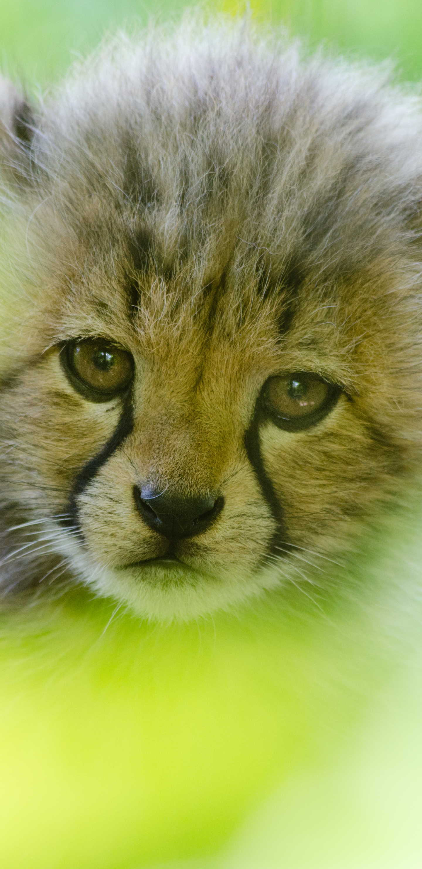 Download mobile wallpaper Cats, Cheetah, Animal, Baby Animal, Cub for free.