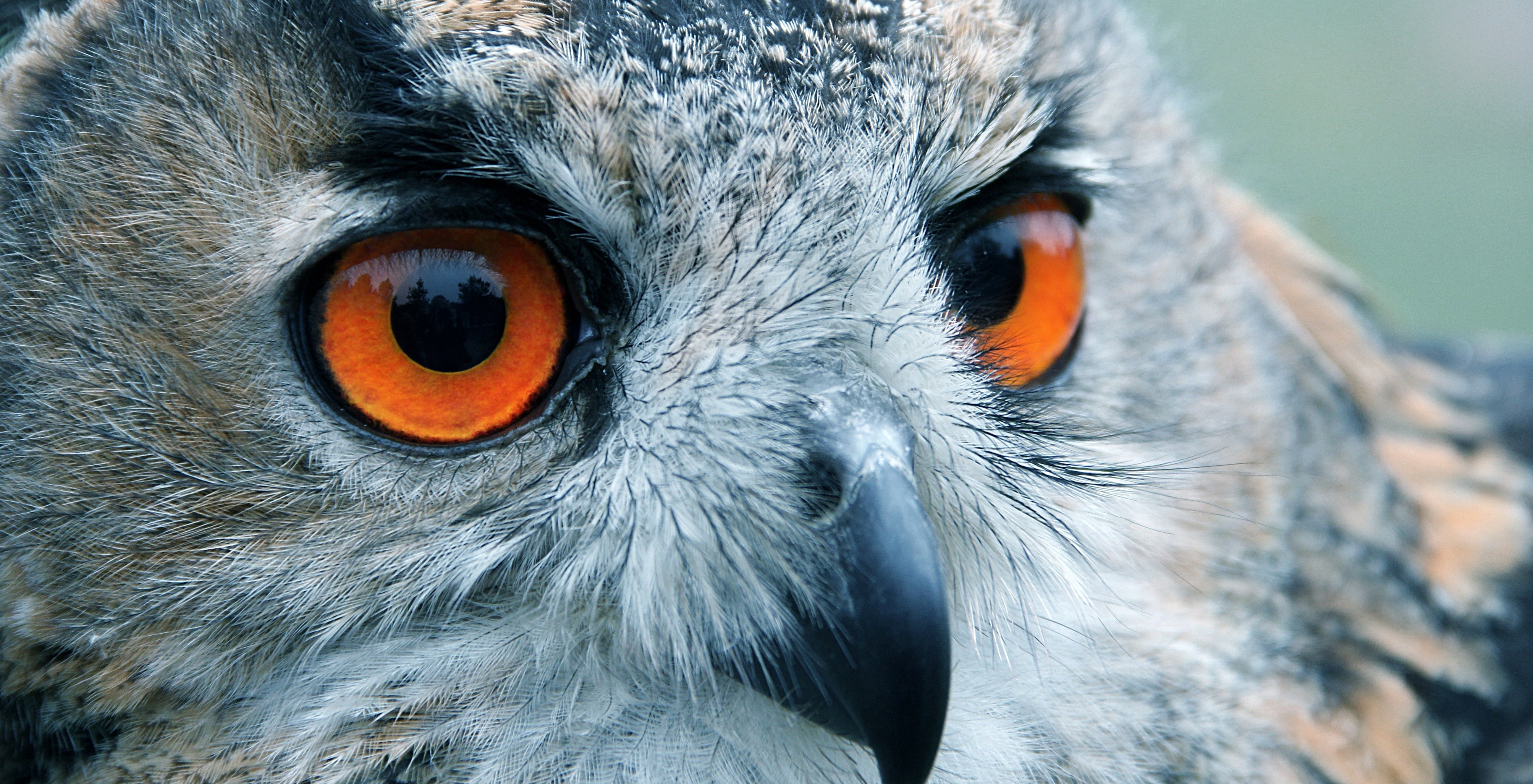 Download mobile wallpaper Birds, Owl, Animal for free.