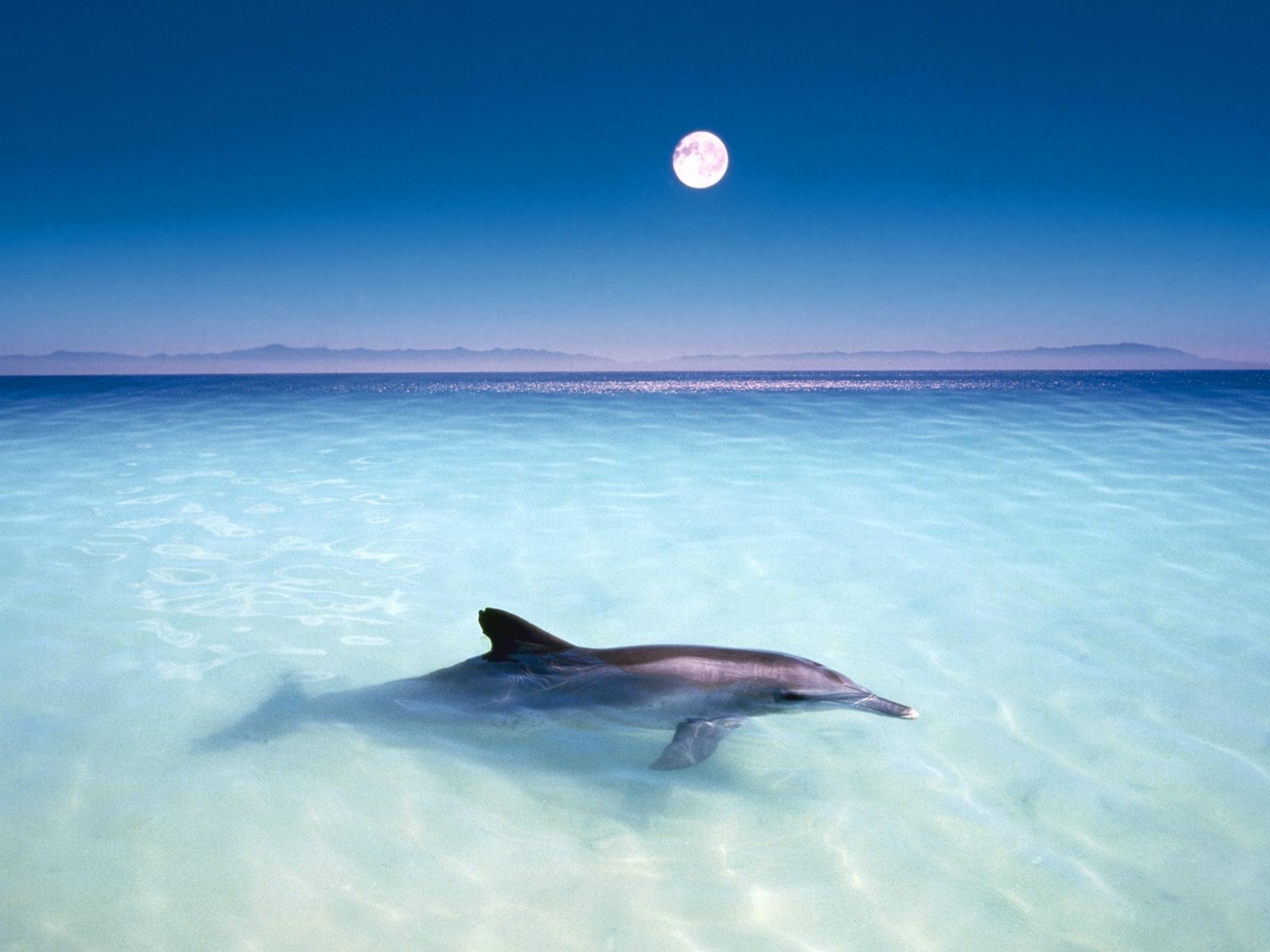 3784 Bild herunterladen delfine, tiere, wasser, sea, fische, blau - Hintergrundbilder und Bildschirmschoner kostenlos