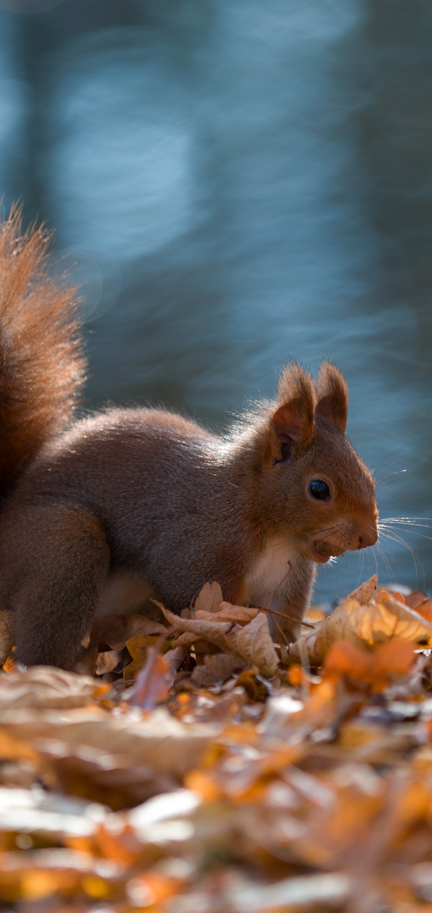 Download mobile wallpaper Squirrel, Animal, Rodent for free.