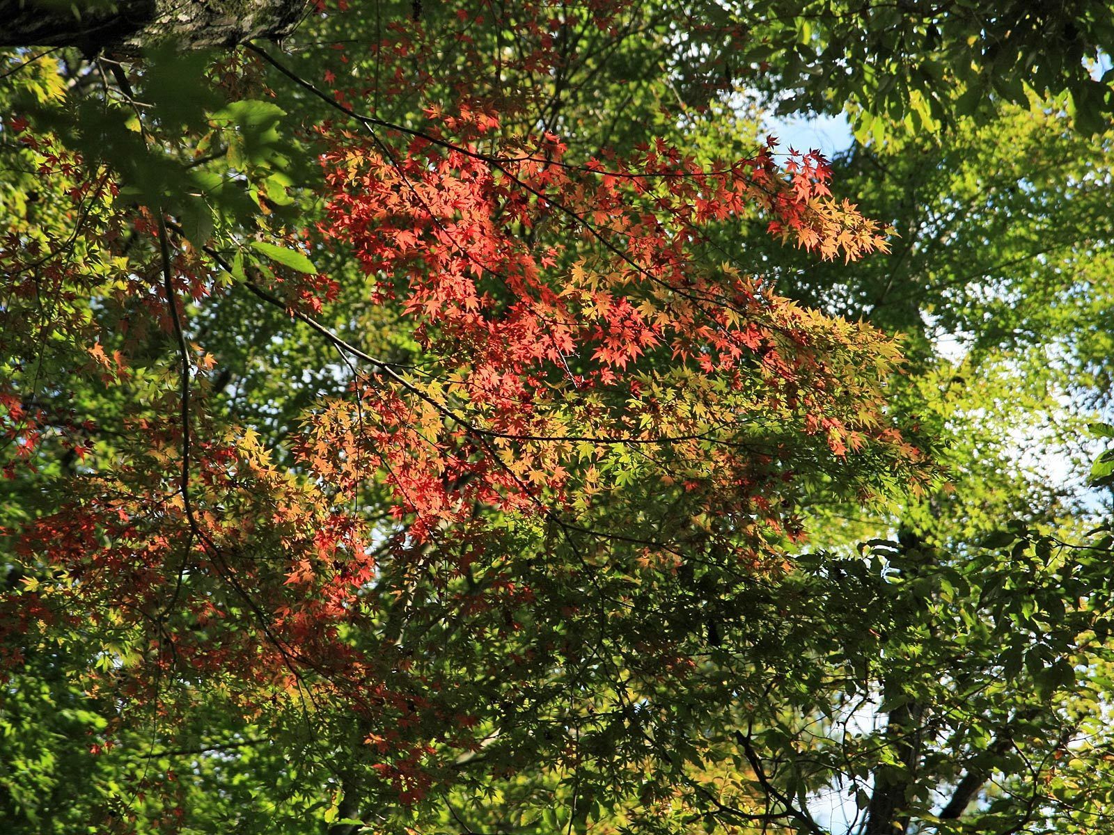 PCデスクトップに自然, 秋, 葉, ブランチ, 枝画像を無料でダウンロード