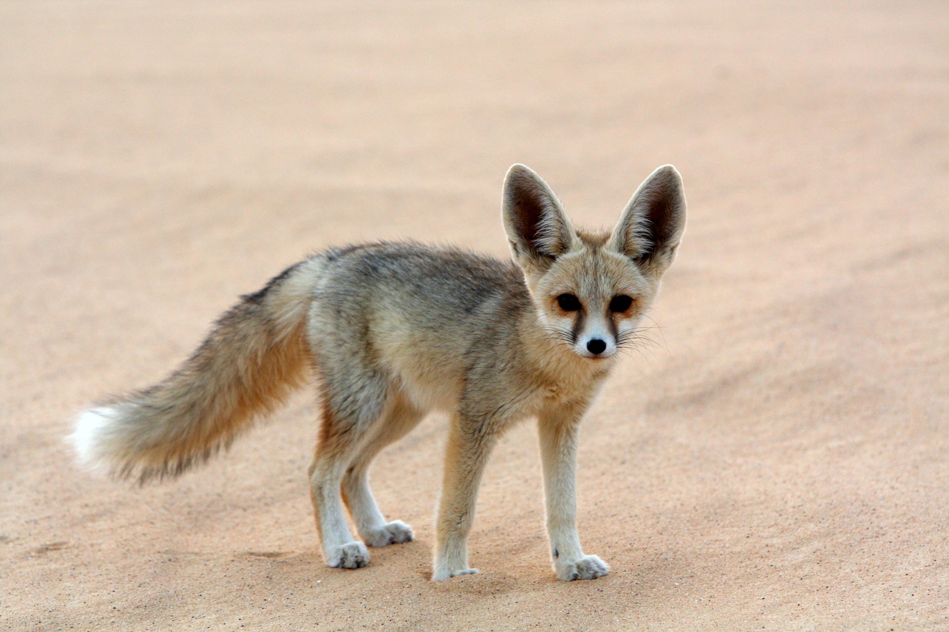 animal, fennec fox