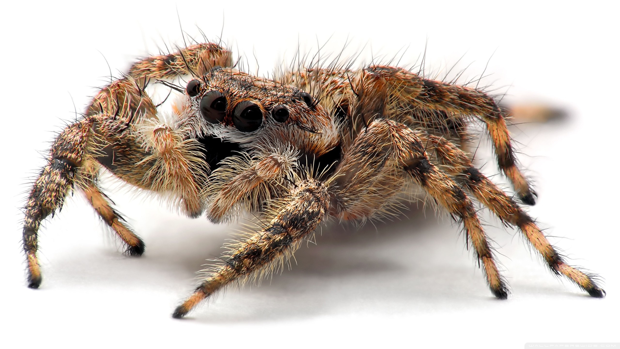 Free download wallpaper Animal, Spider on your PC desktop