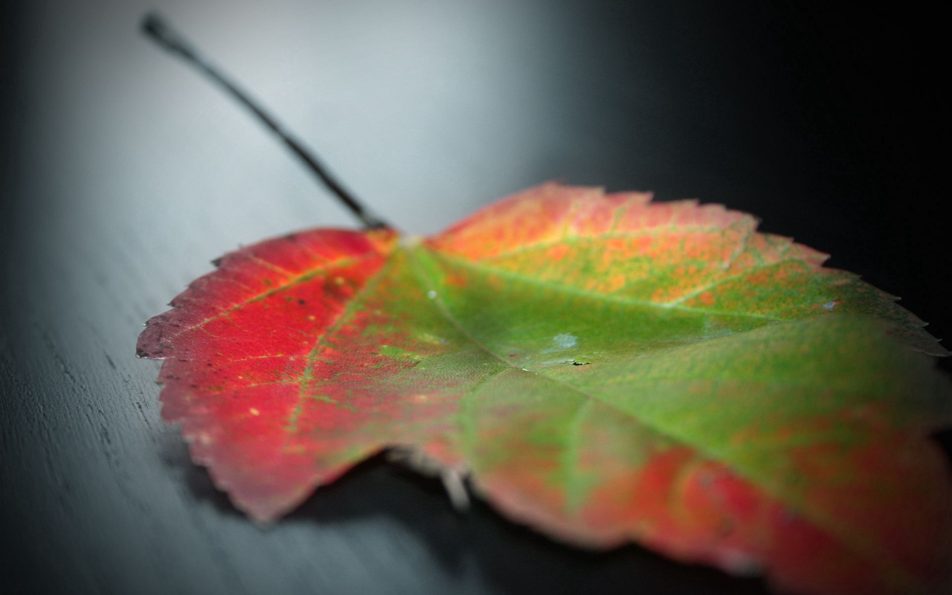 autumn, macro, sheet, leaf, stains, spots