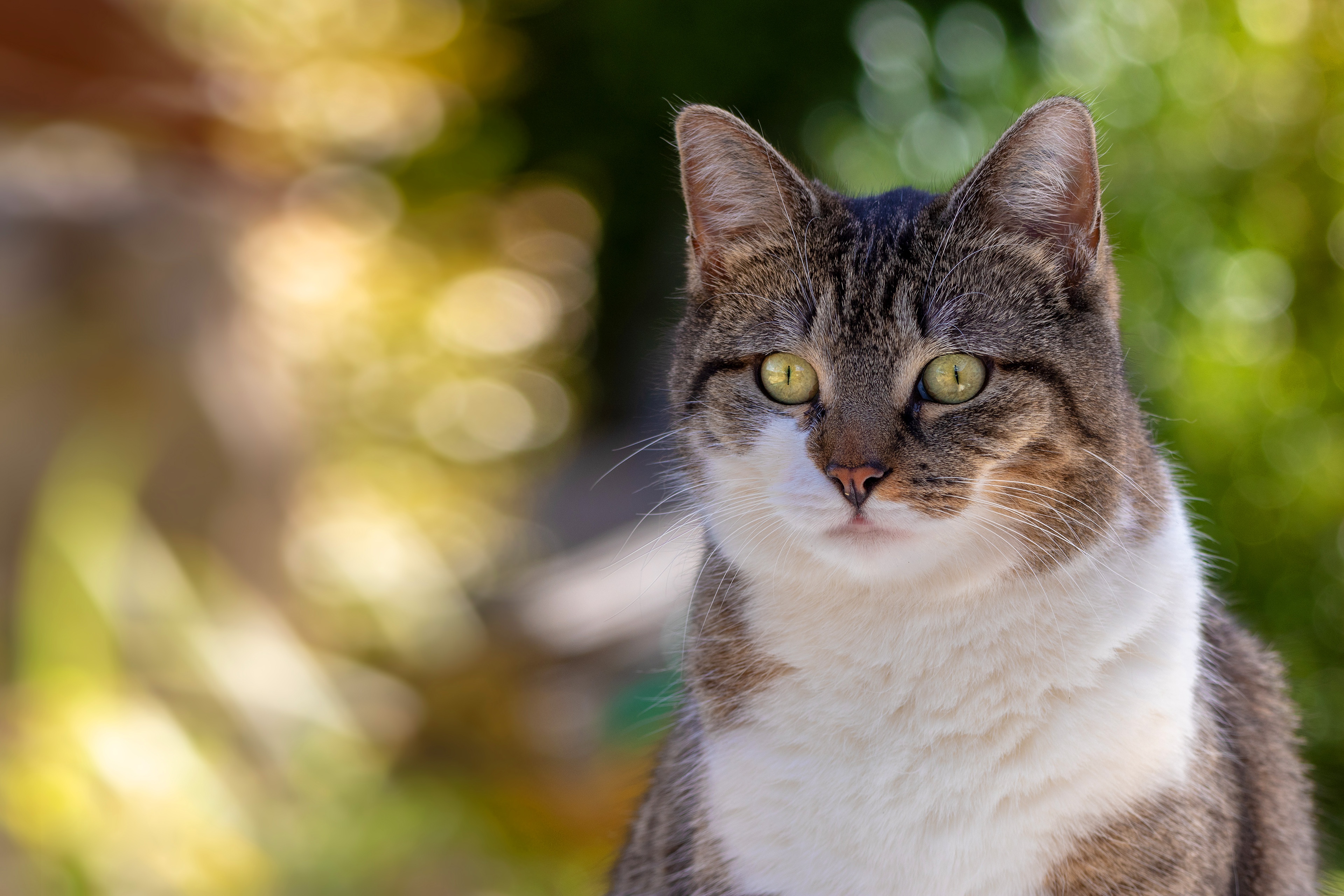 Handy-Wallpaper Tiere, Katzen, Katze, Bokeh kostenlos herunterladen.