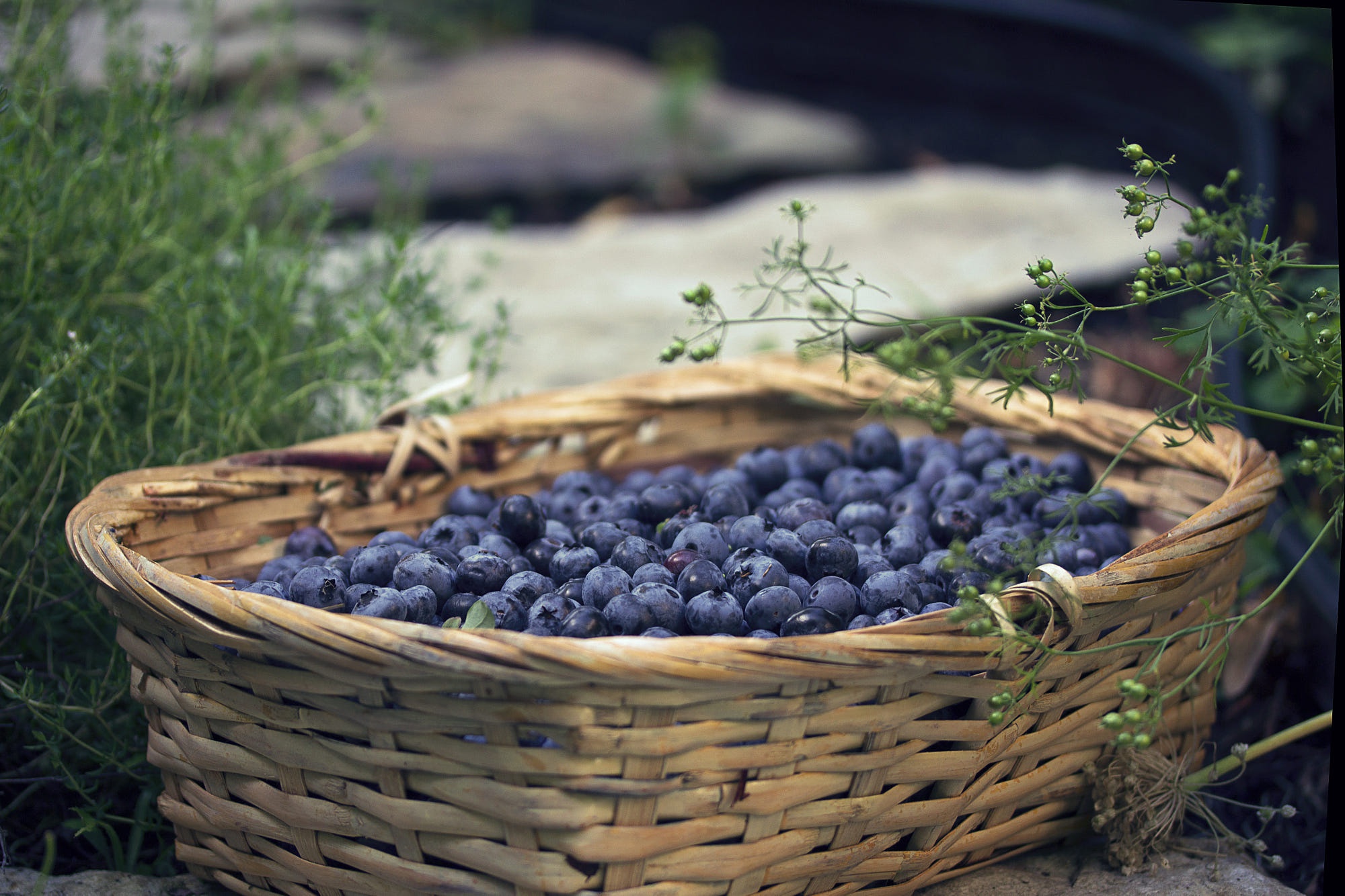 Handy-Wallpaper Frucht, Heidelbeere, Nahrungsmittel kostenlos herunterladen.