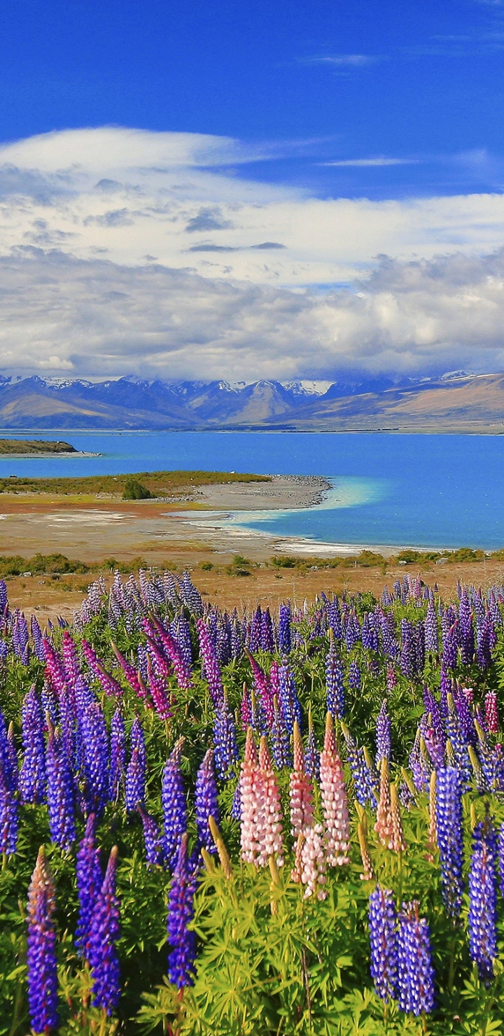 Скачать картинку Пейзаж, Озеро, Цветок, Новая Зеландия, Люпин, Земля/природа в телефон бесплатно.
