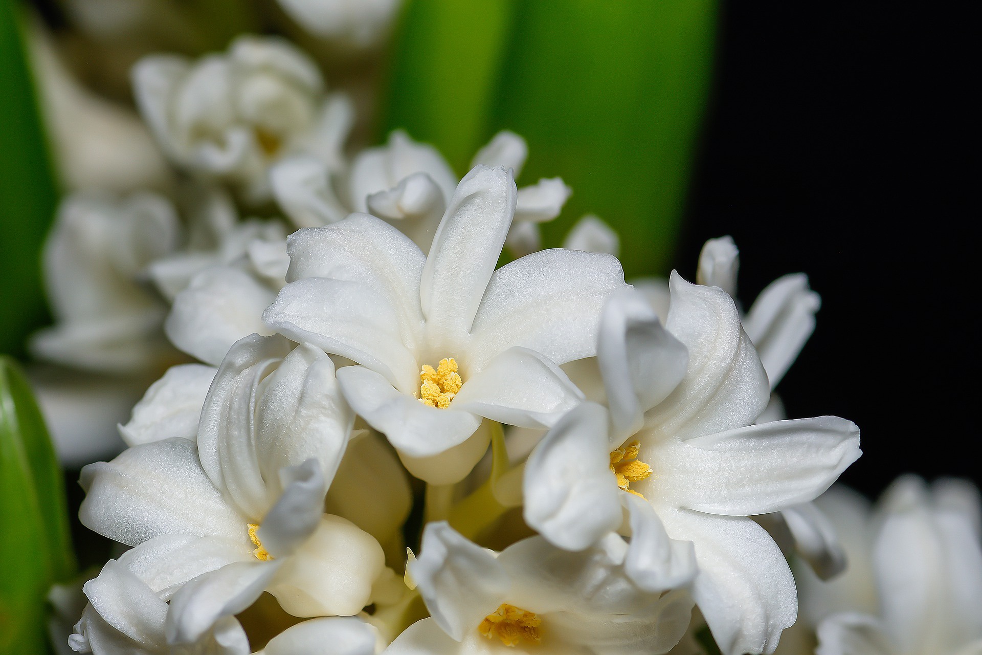 Laden Sie das Blumen, Hyazinthen, Erde/natur-Bild kostenlos auf Ihren PC-Desktop herunter