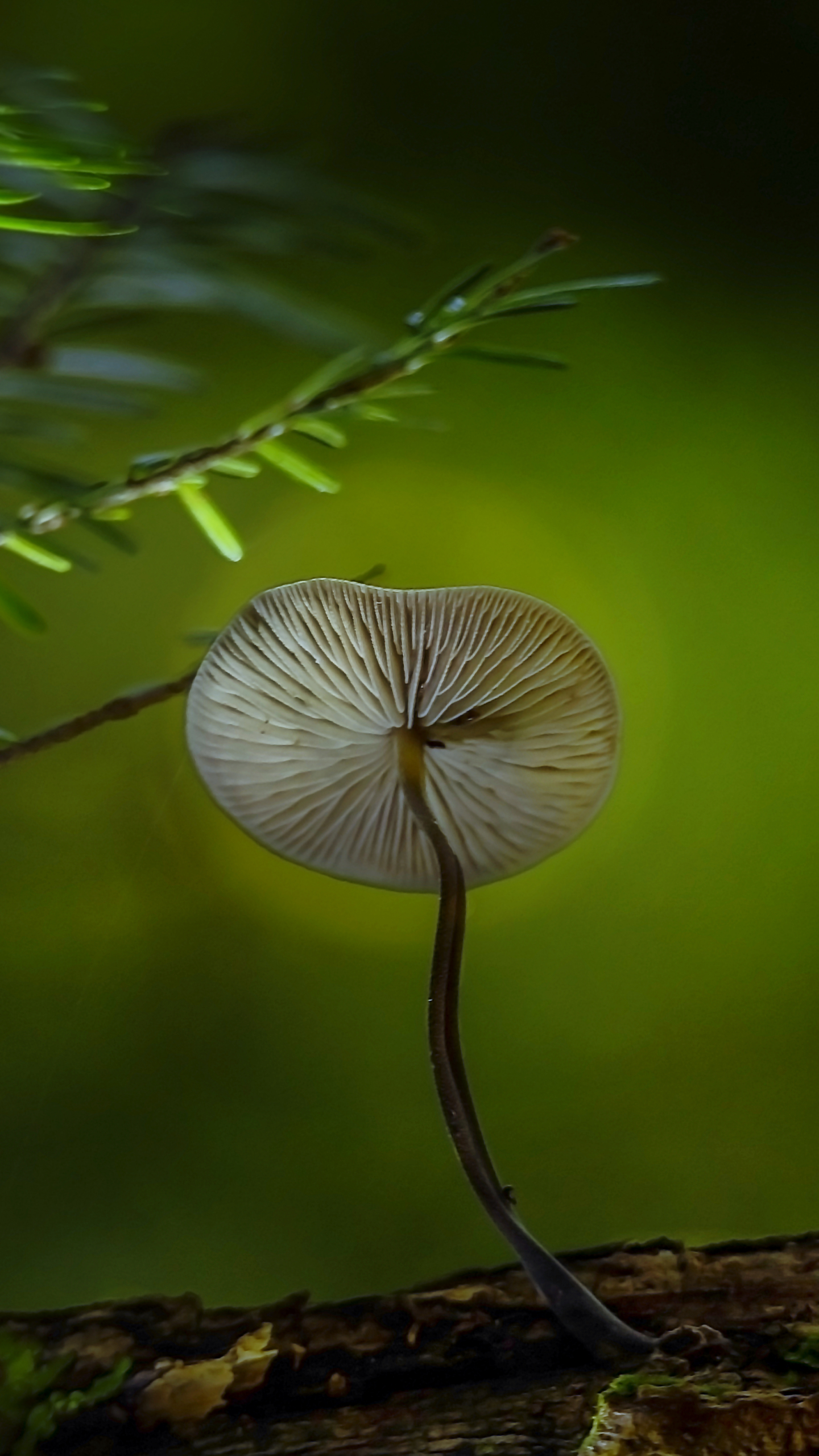 Baixar papel de parede para celular de Fechar Se, Cogumelo, Terra/natureza gratuito.