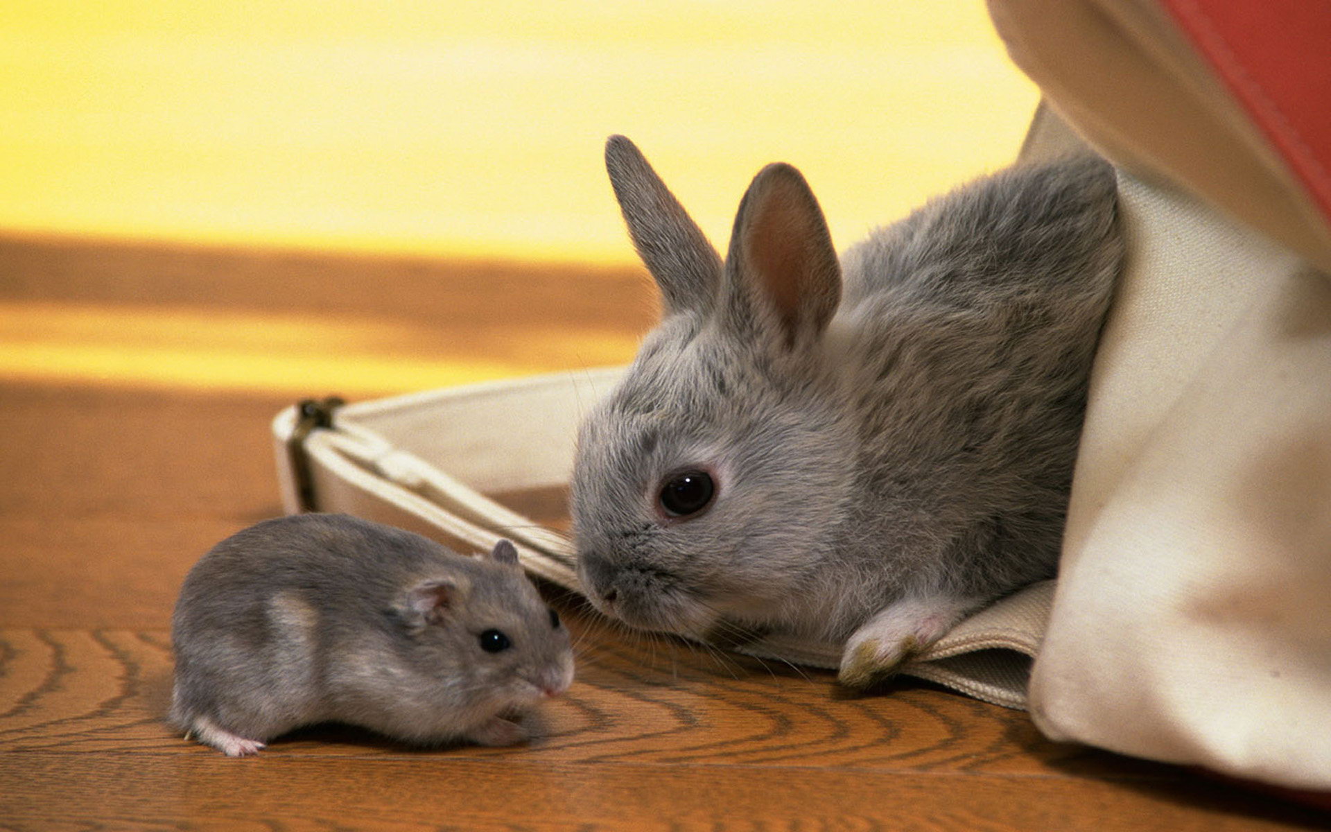 Скачать обои бесплатно Животные, Кролик картинка на рабочий стол ПК