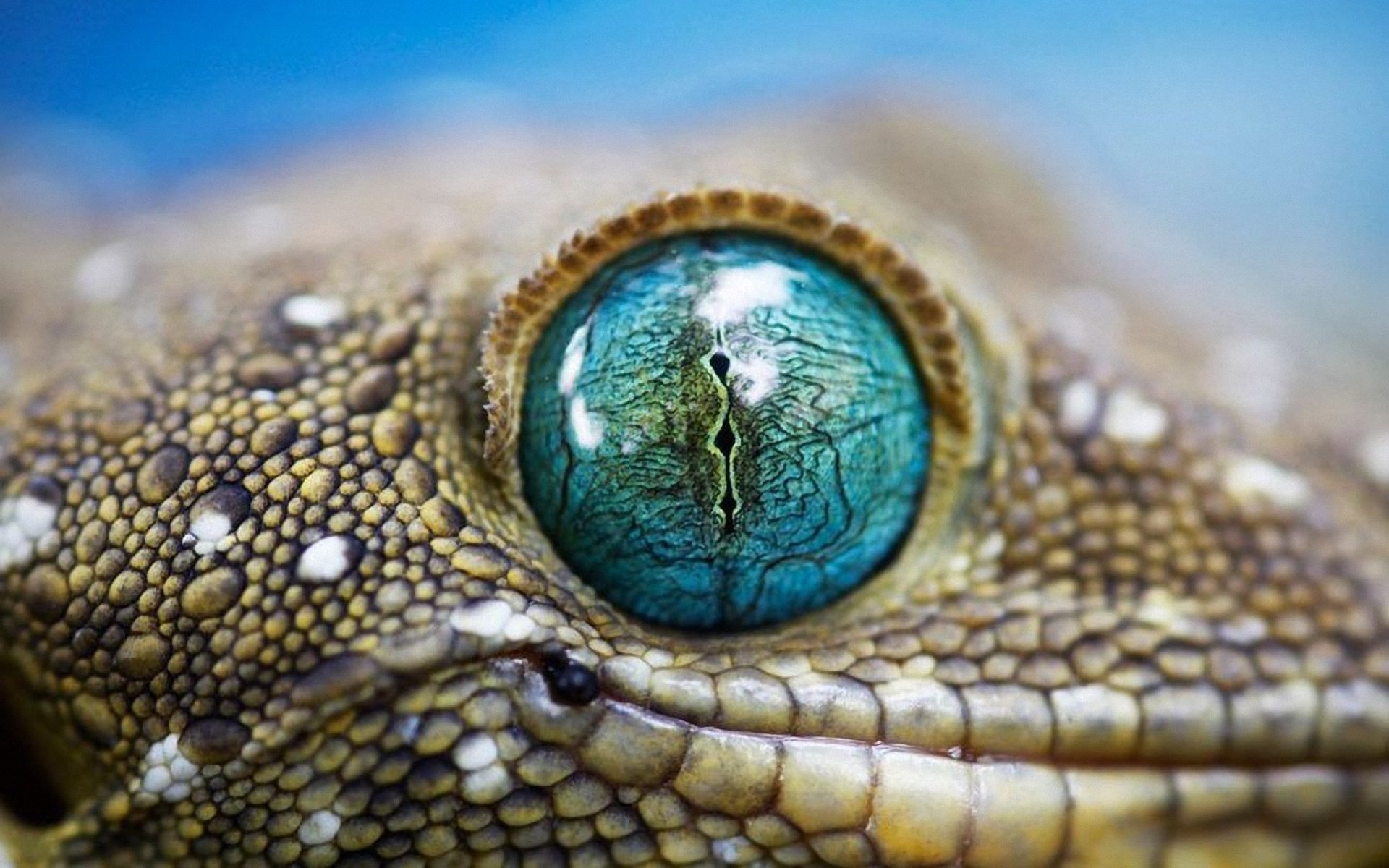 animal, eye, gecko