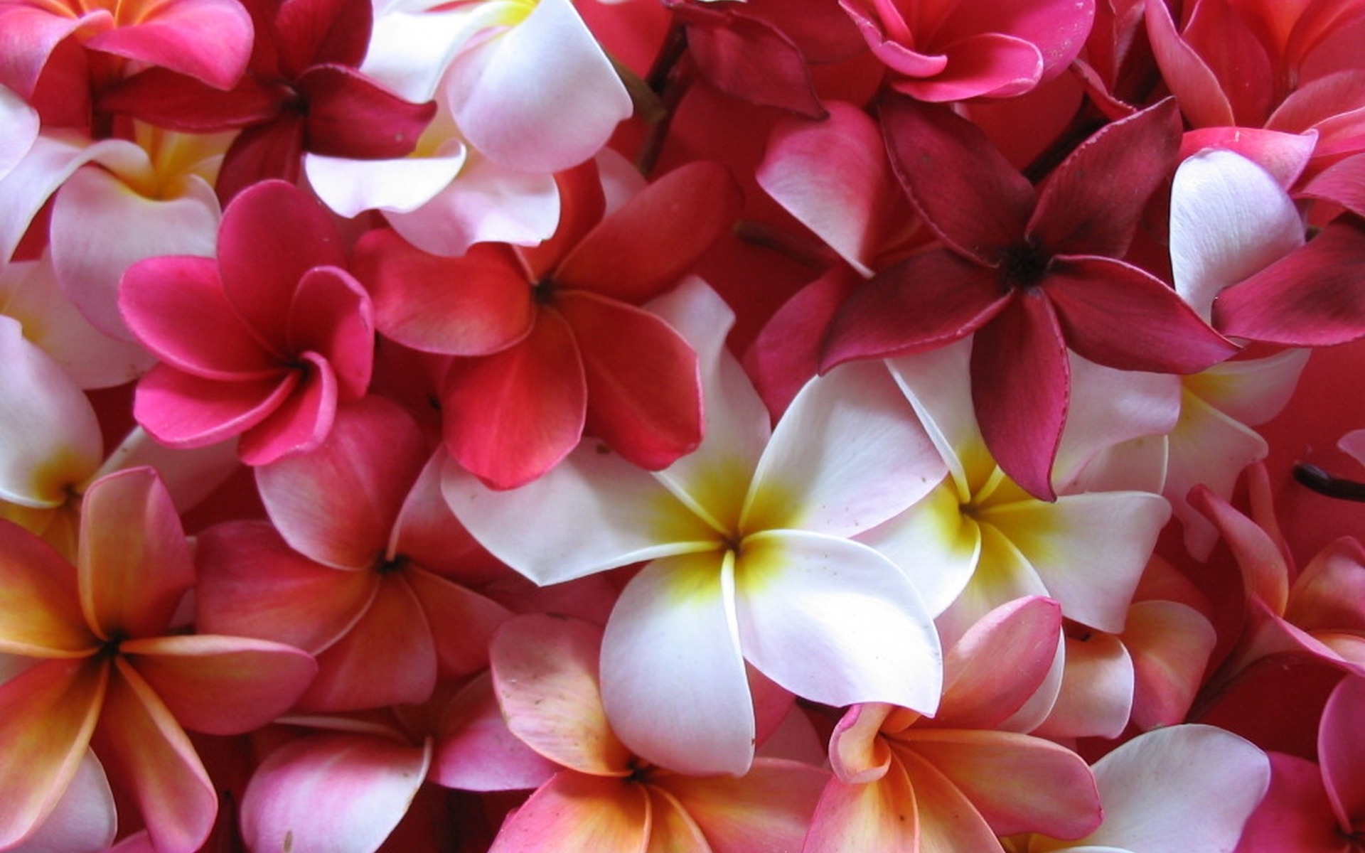 無料モバイル壁紙自然, フラワーズ, 花, 地球, 色, プルメリア, 白い花, フランジパニ, 赤い花をダウンロードします。