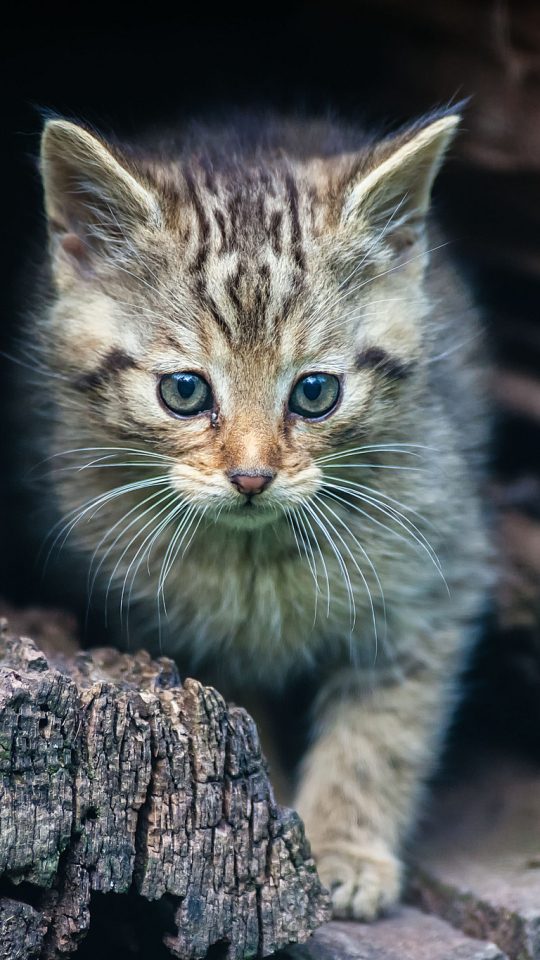 Handy-Wallpaper Tiere, Katzen, Katze kostenlos herunterladen.