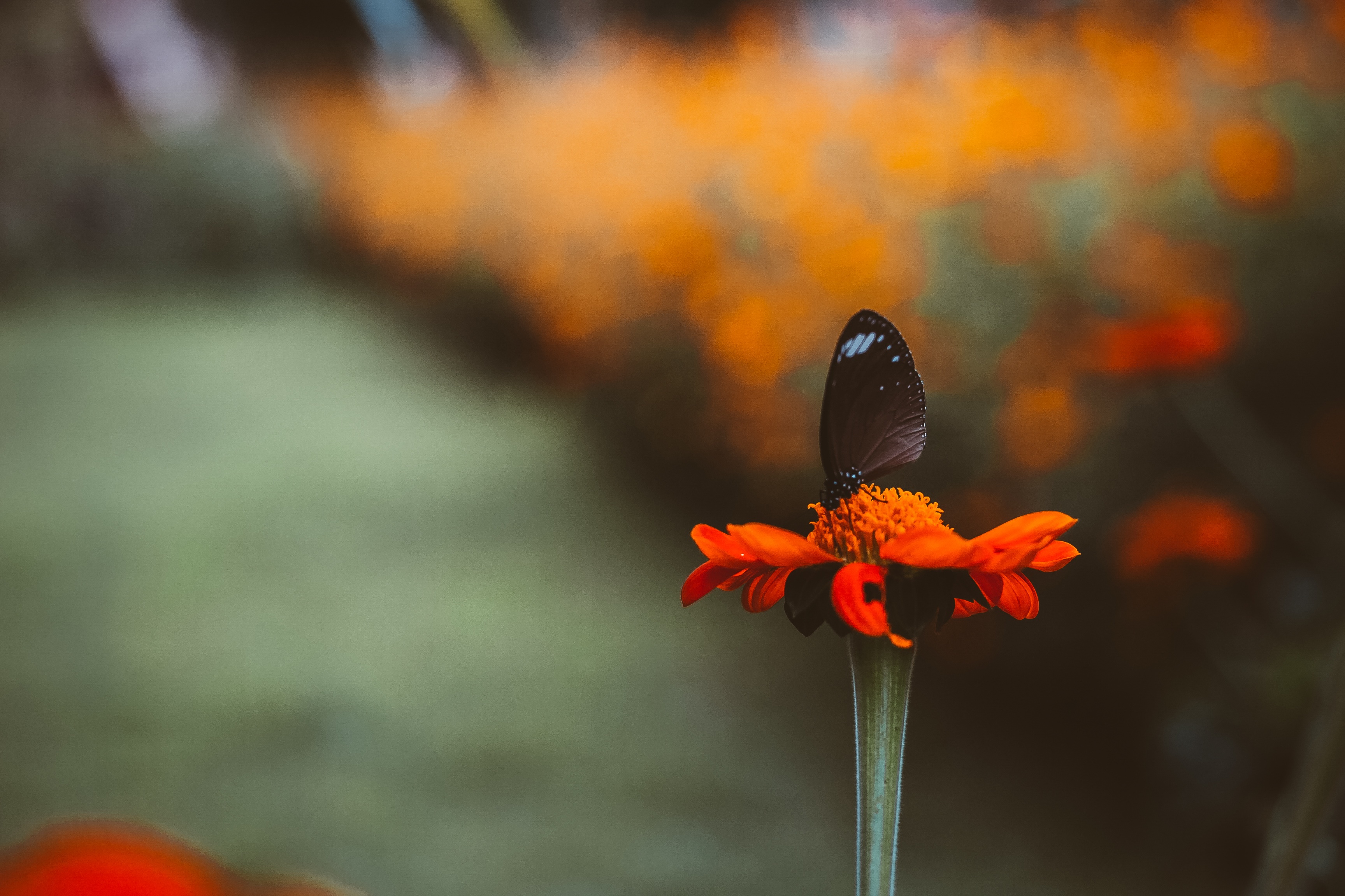 Handy-Wallpaper Tiere, Schmetterlinge, Blume, Makro, Insekt, Orangene Blume, Tiefenschärfe kostenlos herunterladen.