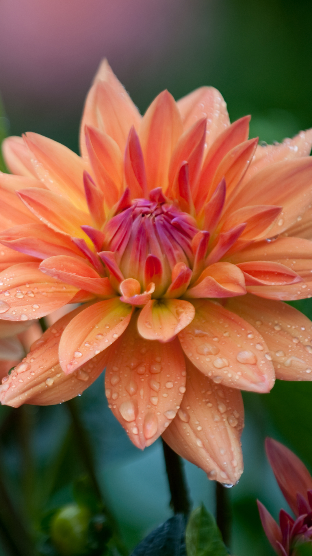 Descarga gratuita de fondo de pantalla para móvil de Flores, Flor, De Cerca, Dalia, Tierra/naturaleza, Gota De Agua, Flor Naranja.