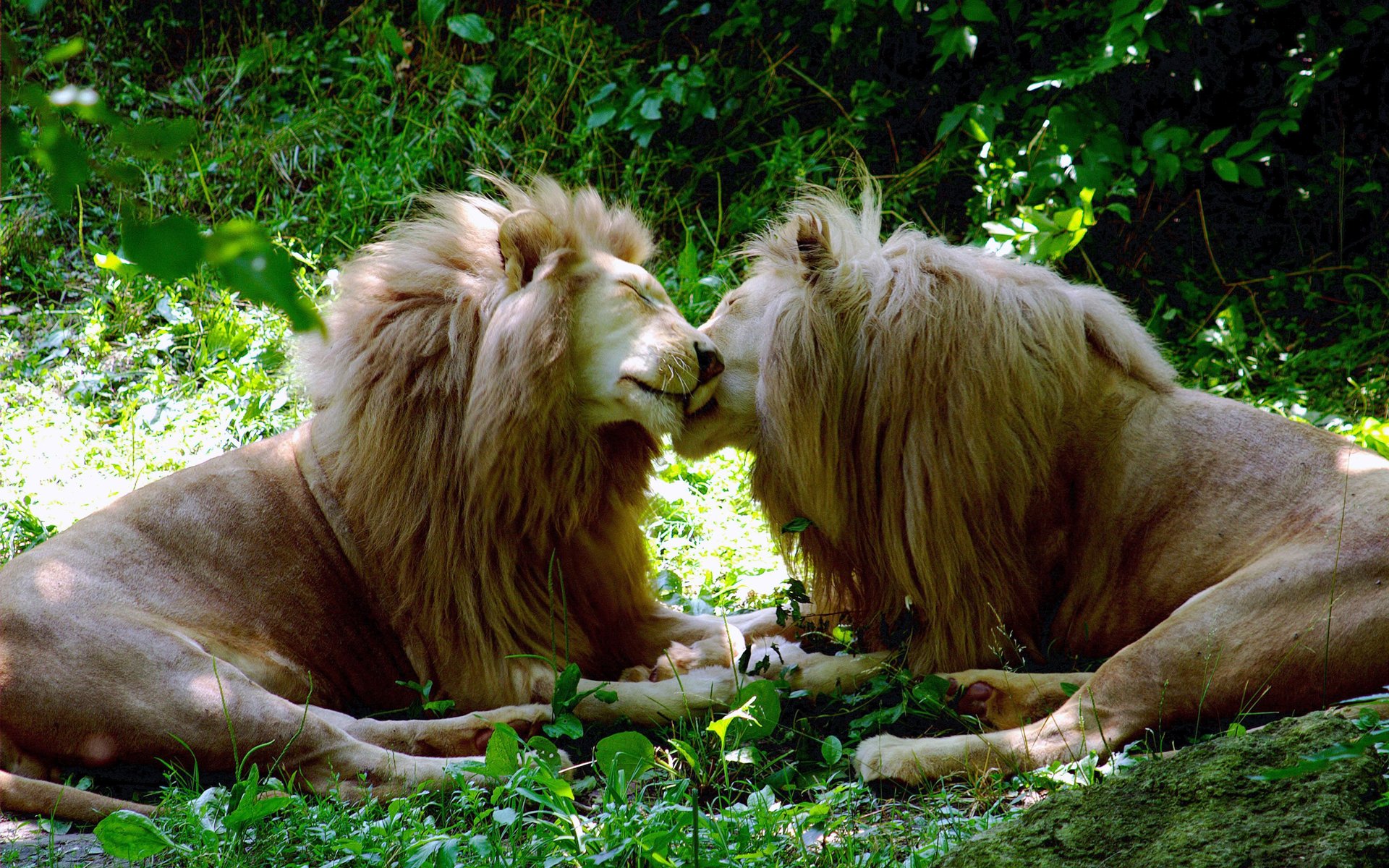 Téléchargez des papiers peints mobile Lion, Chats, Animaux gratuitement.