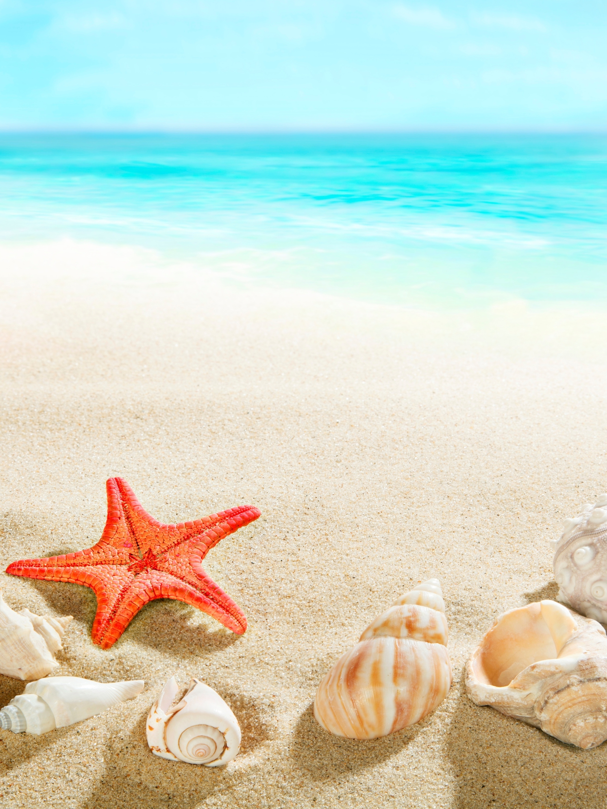 Скачать картинку Пляж, Песок, Горизонт, Океан, Морская Звезда, Оболочка, Земля/природа в телефон бесплатно.