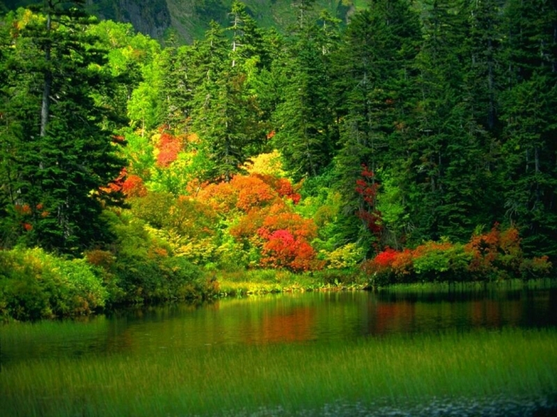 無料モバイル壁紙秋, 木, 風景をダウンロードします。