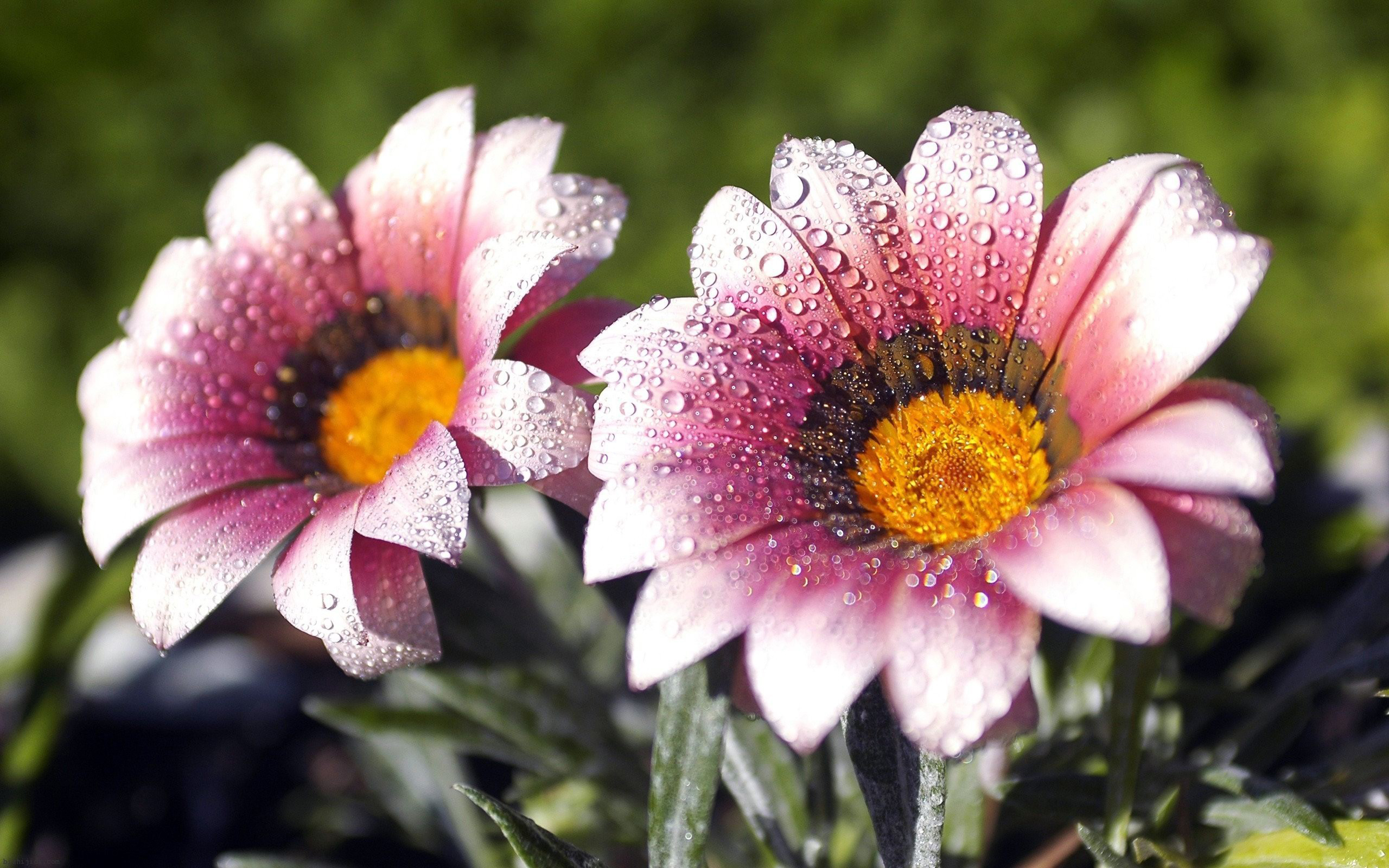 earth, flower, close up, dew, pink flower, water drop, flowers