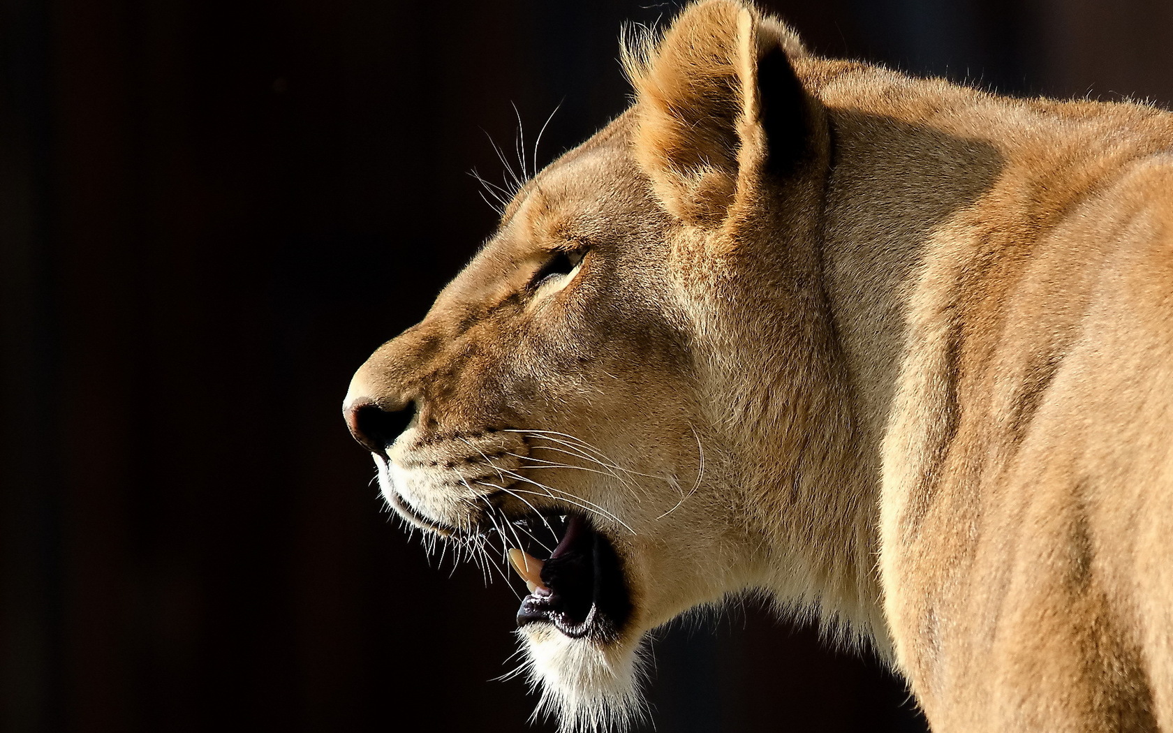 Téléchargez des papiers peints mobile Animaux, Lion gratuitement.