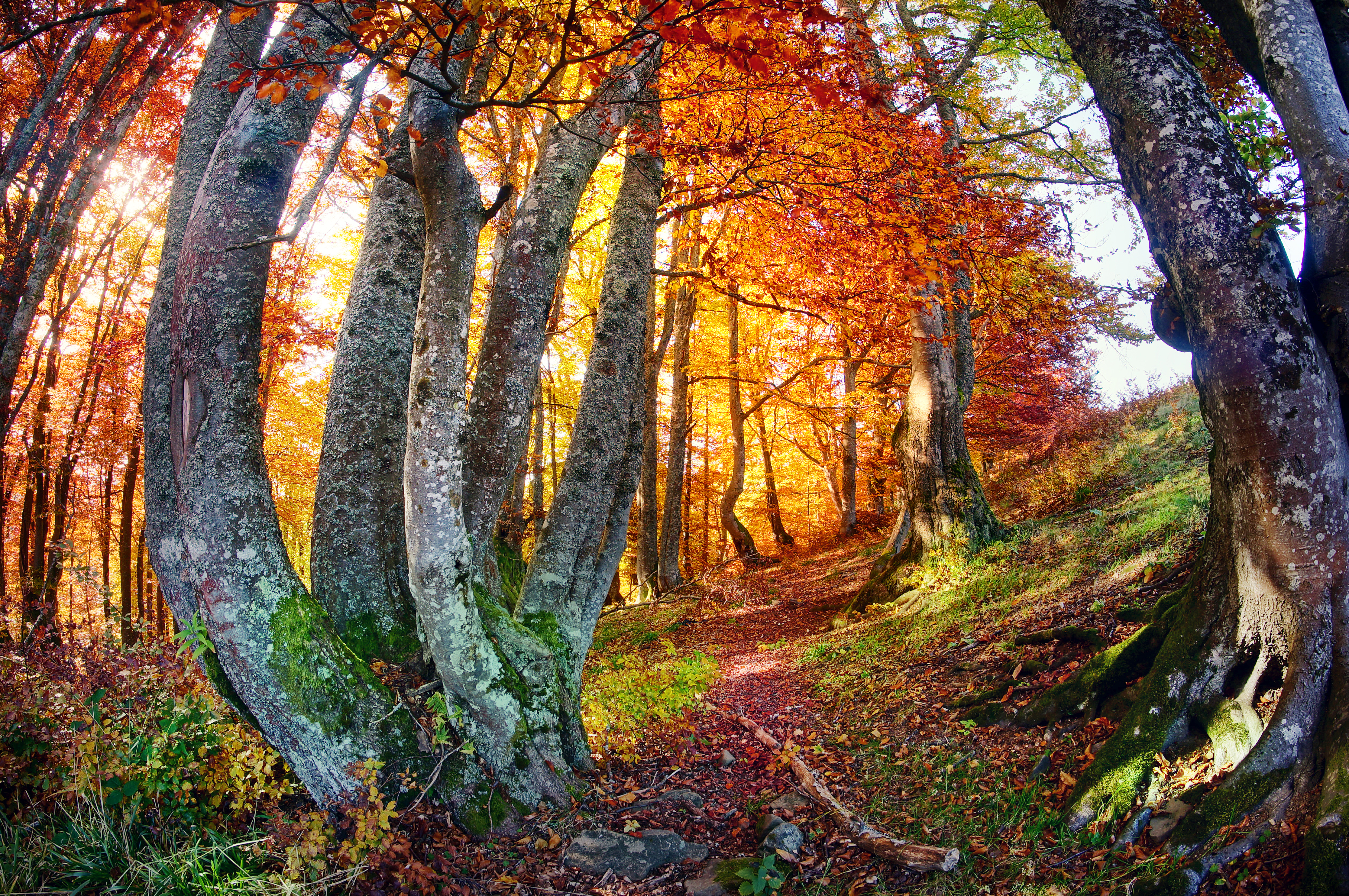 Скачать картинку Природа, Осень, Лес, Дерево, Рыбий Глаз, Земля/природа в телефон бесплатно.