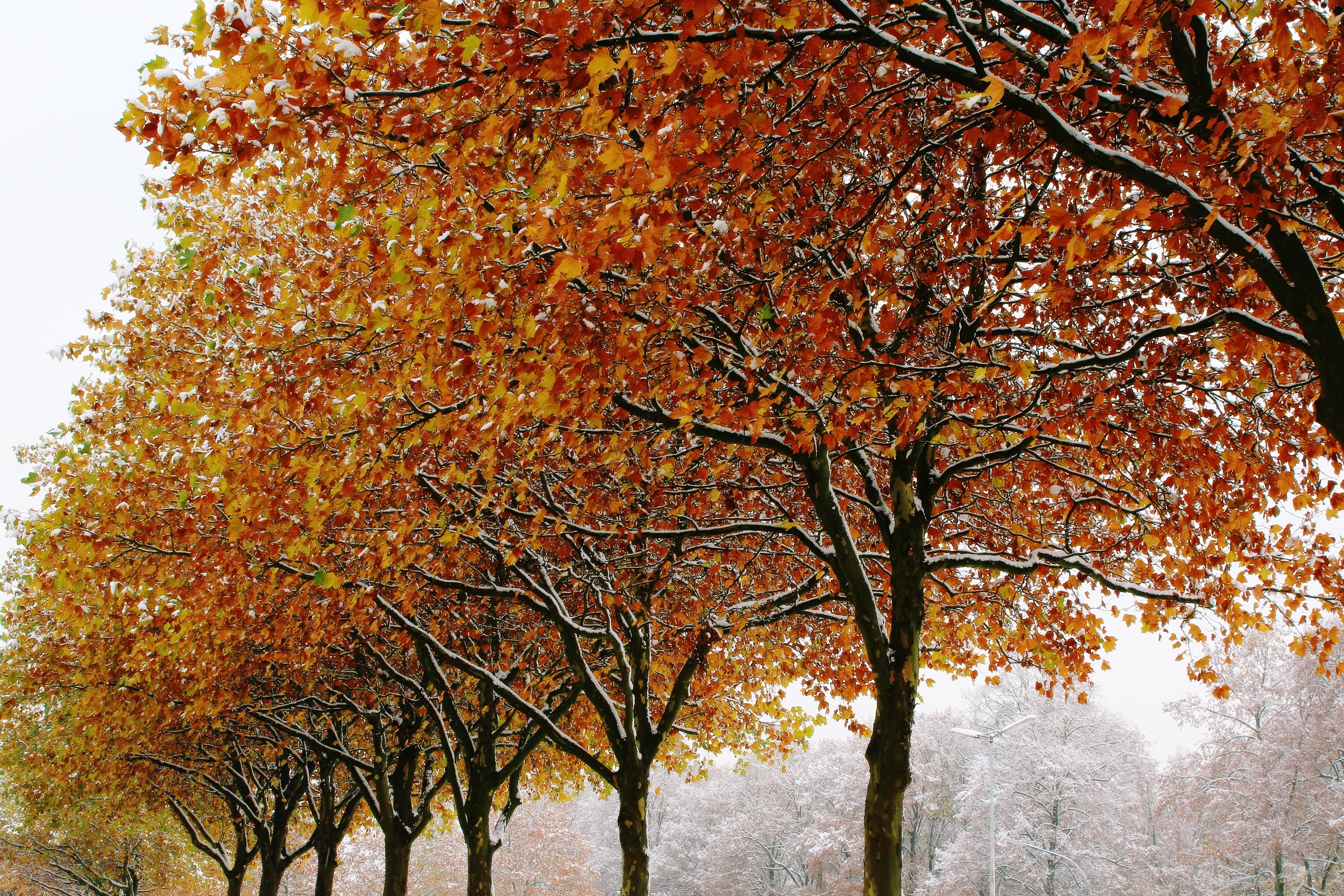 Handy-Wallpaper Bäume, Winter, Natur, Laub, Herbst kostenlos herunterladen.
