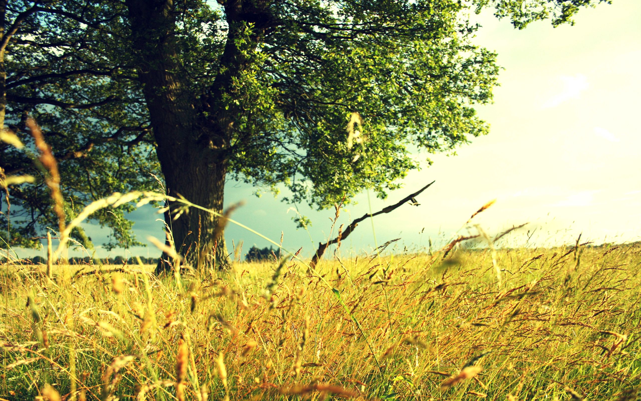 nature, grass, summer, wood, tree, field, colors, color, ears, paints, spikes, rye