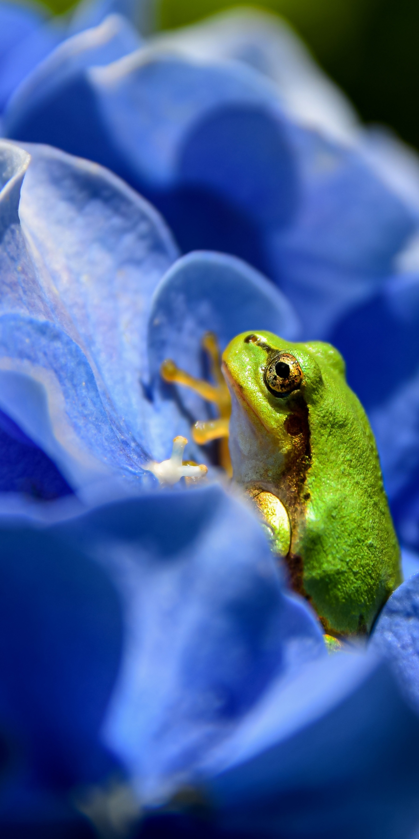 Free download wallpaper Frogs, Animal, Frog, Amphibian, Blue Flower on your PC desktop