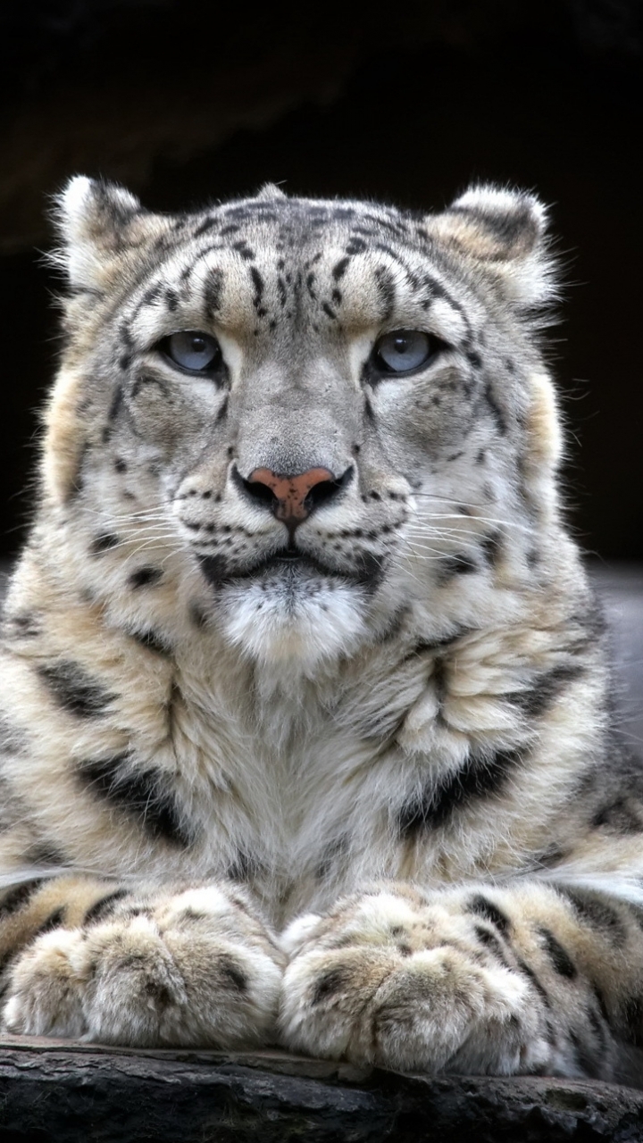 Handy-Wallpaper Tiere, Katzen, Schneeleopard, Leopard kostenlos herunterladen.