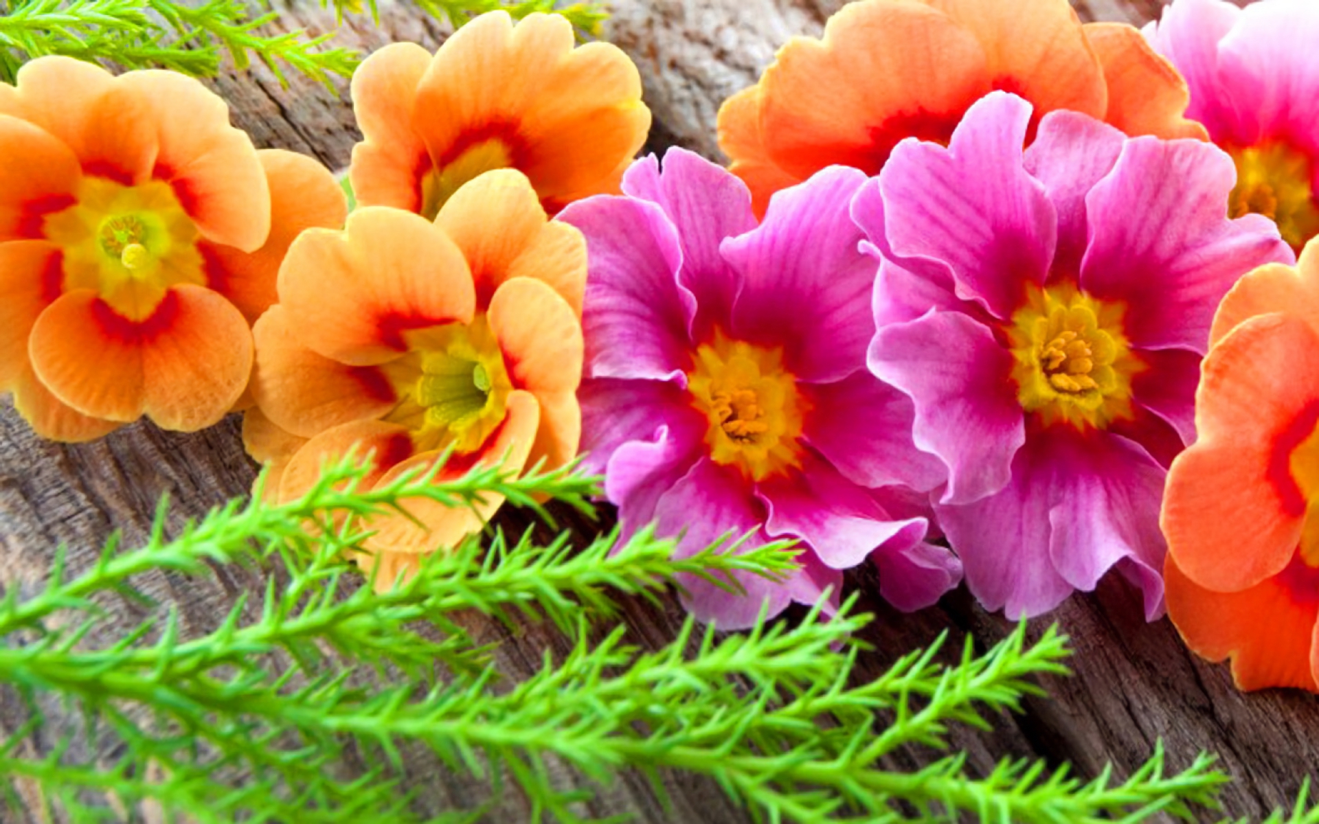 Laden Sie das Blumen, Blume, Erde/natur, Pinke Blume, Orangene Blume-Bild kostenlos auf Ihren PC-Desktop herunter