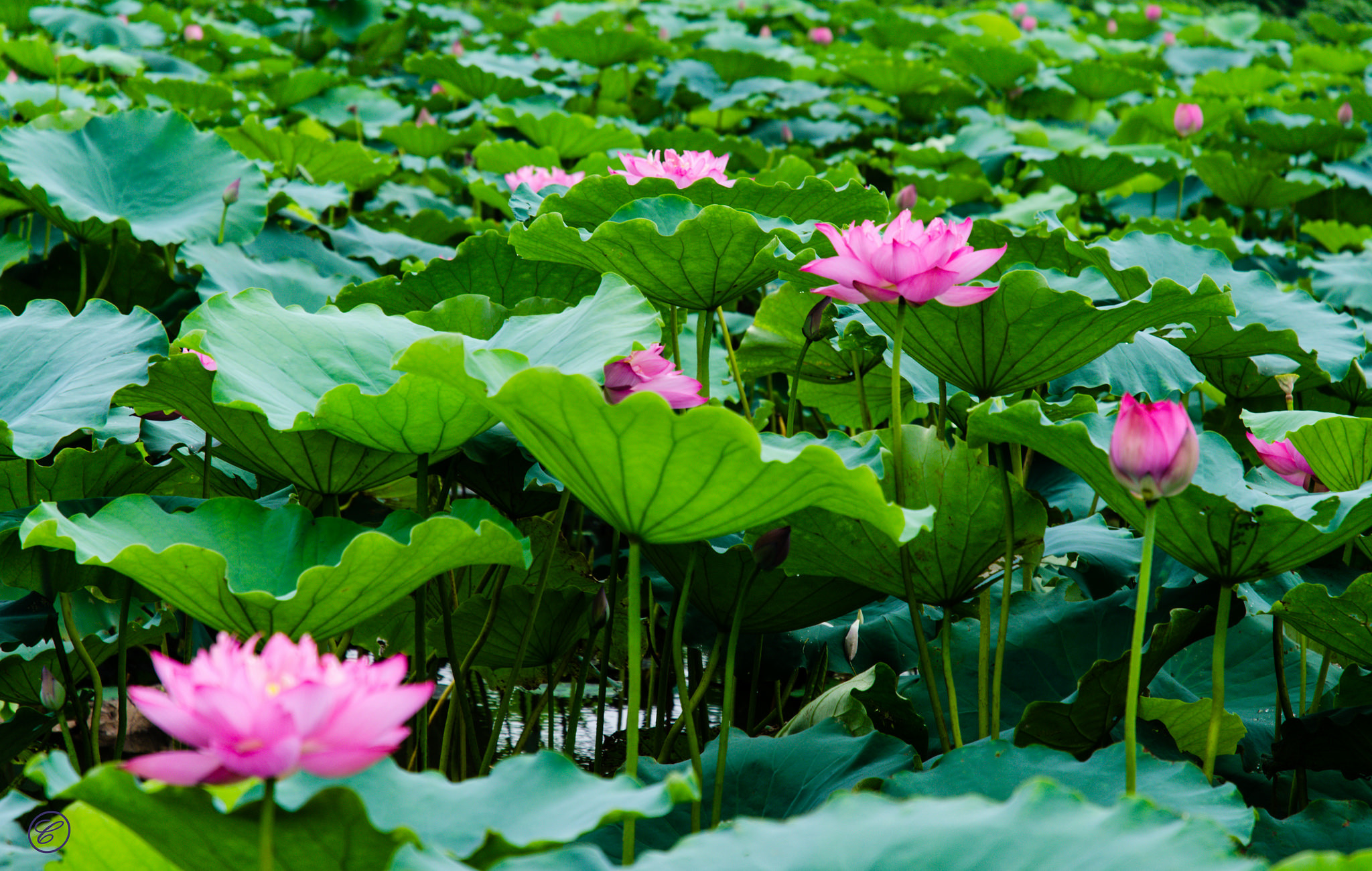 Download mobile wallpaper Nature, Flowers, Lotus, Flower, Leaf, Earth, Purple Flower for free.
