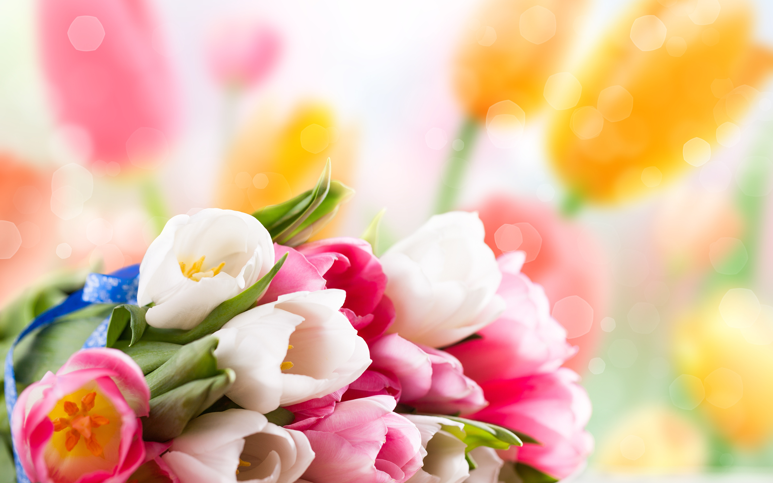 Download mobile wallpaper Bokeh, Tulip, Flowers, Flower, Earth for free.