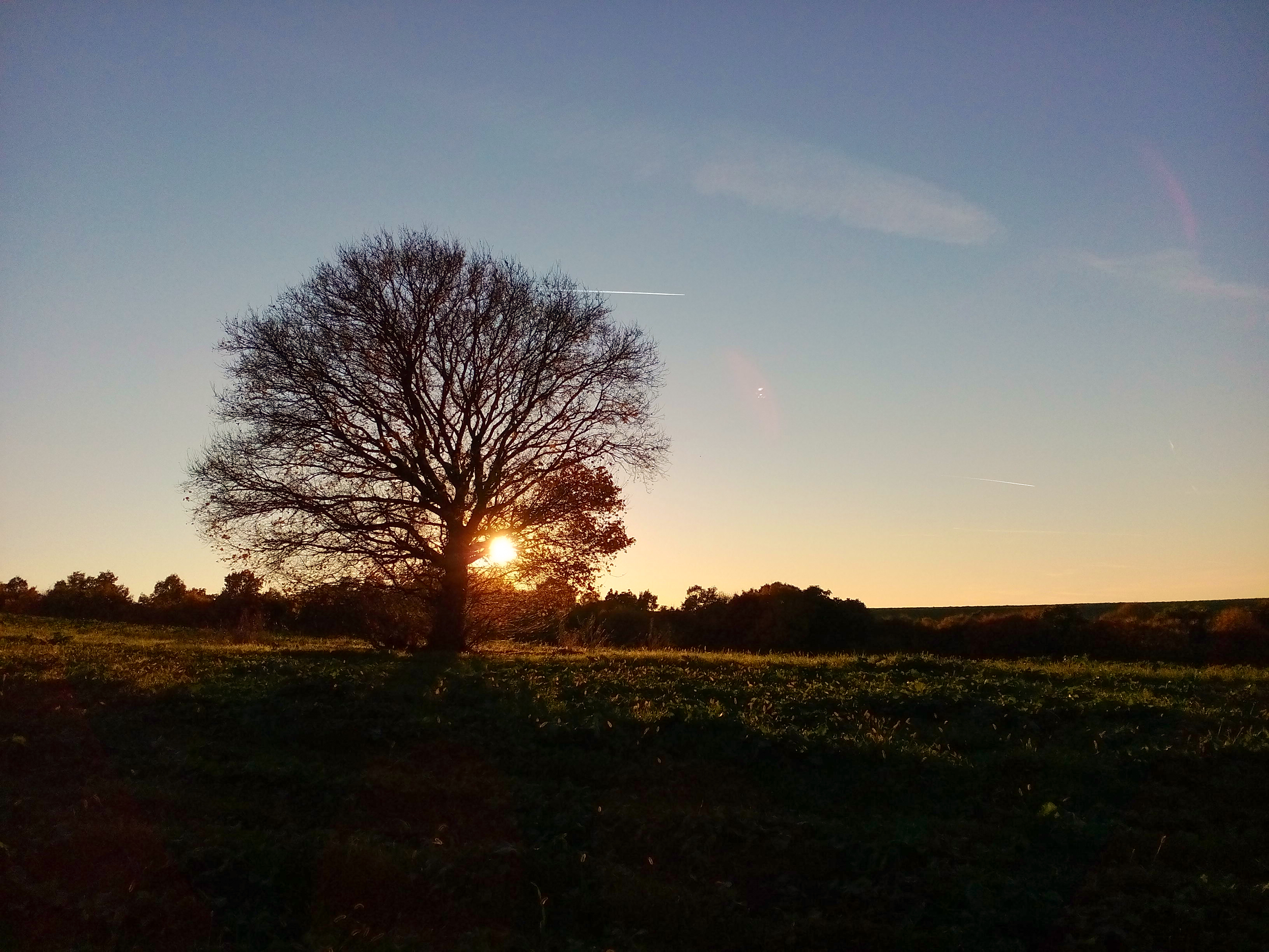 Téléchargez des papiers peints mobile Coucher De Soleil, Lumière, Arbre, Ciel, Des Arbres, La Nature, Terre/nature gratuitement.