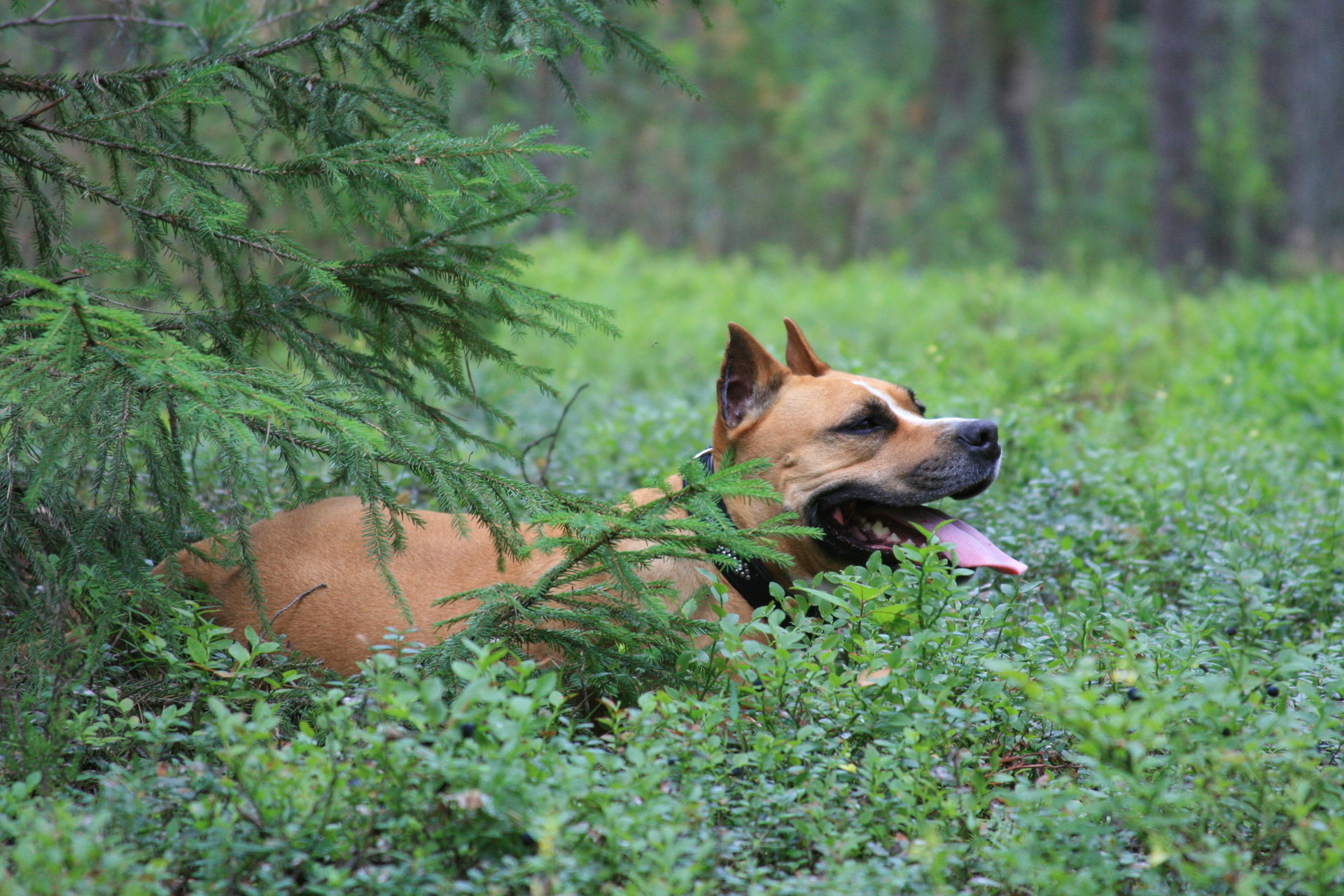 Laden Sie das Tiere, Hund-Bild kostenlos auf Ihren PC-Desktop herunter