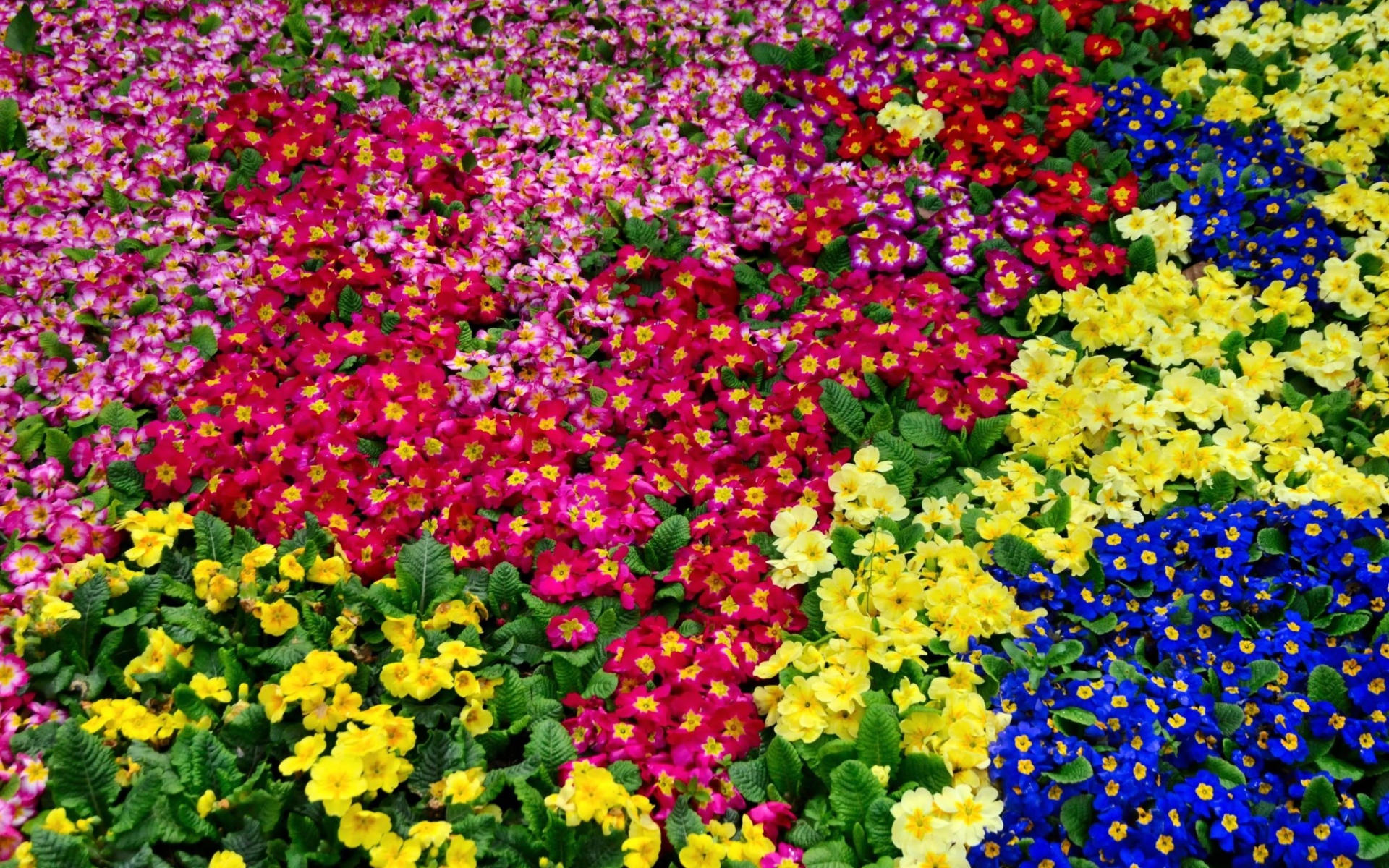 earth, primrose, colorful, flower, nature