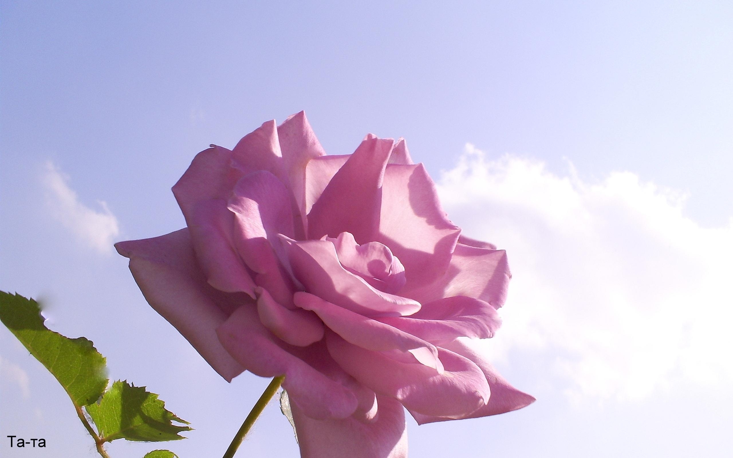 Laden Sie das Pflanzen, Roses-Bild kostenlos auf Ihren PC-Desktop herunter