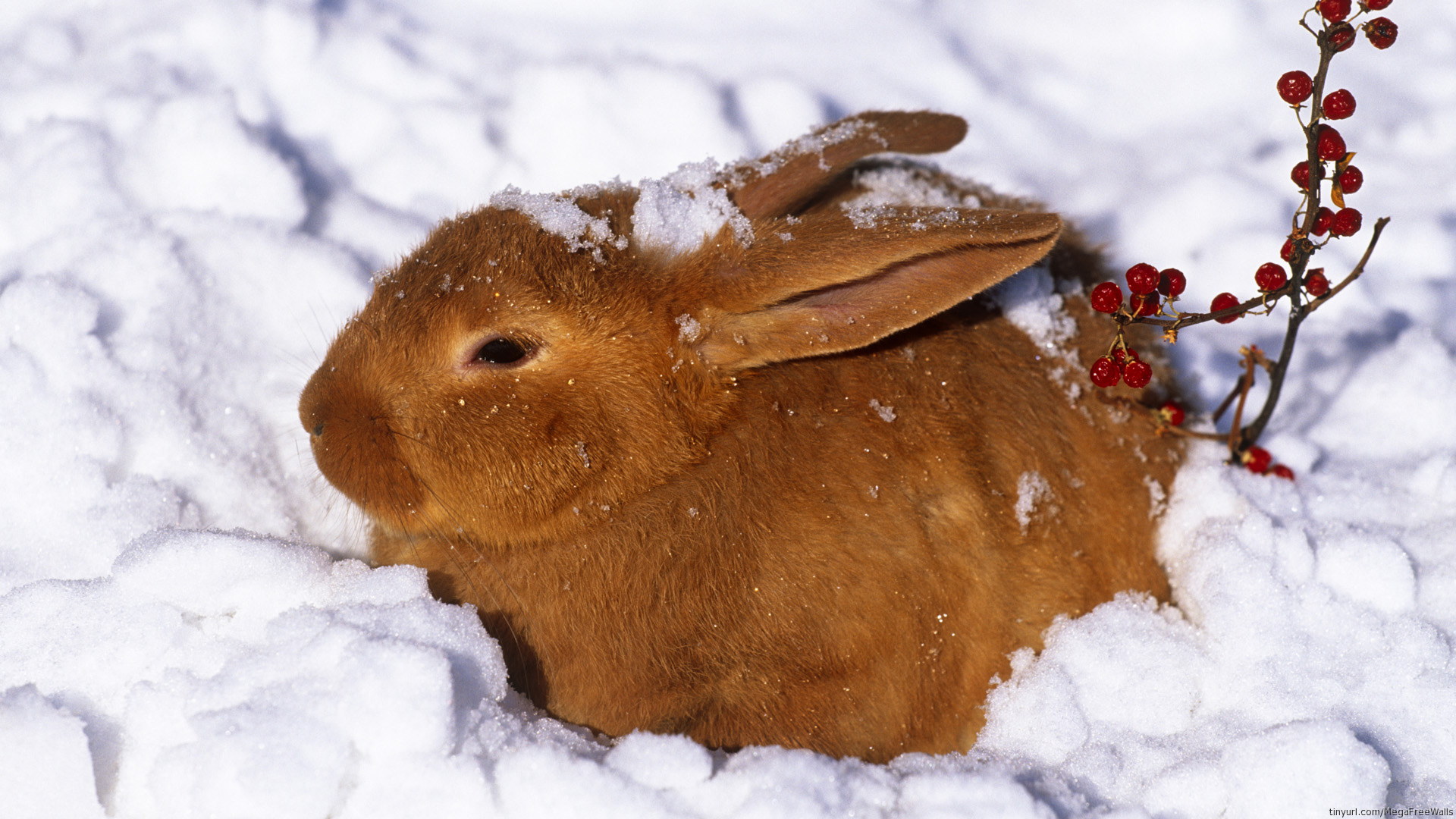 533683 descargar imagen animales, conejo, conejito: fondos de pantalla y protectores de pantalla gratis