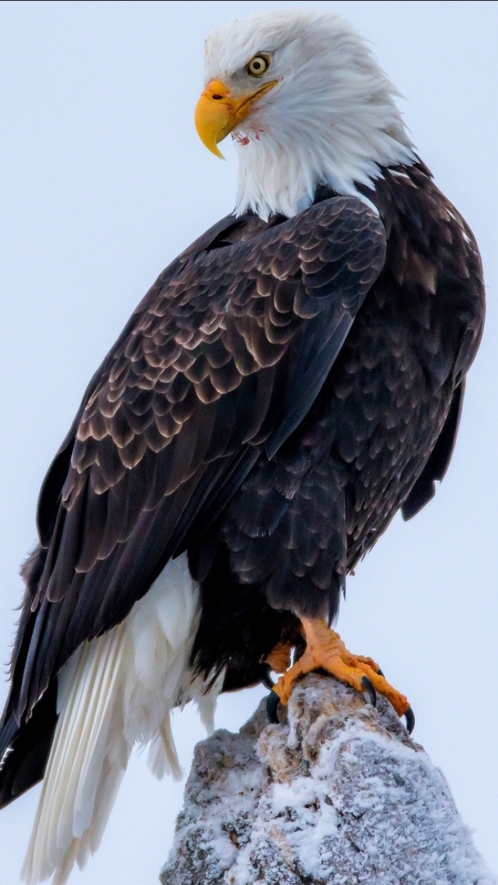 Handy-Wallpaper Tiere, Vögel, Weißkopfseeadler kostenlos herunterladen.