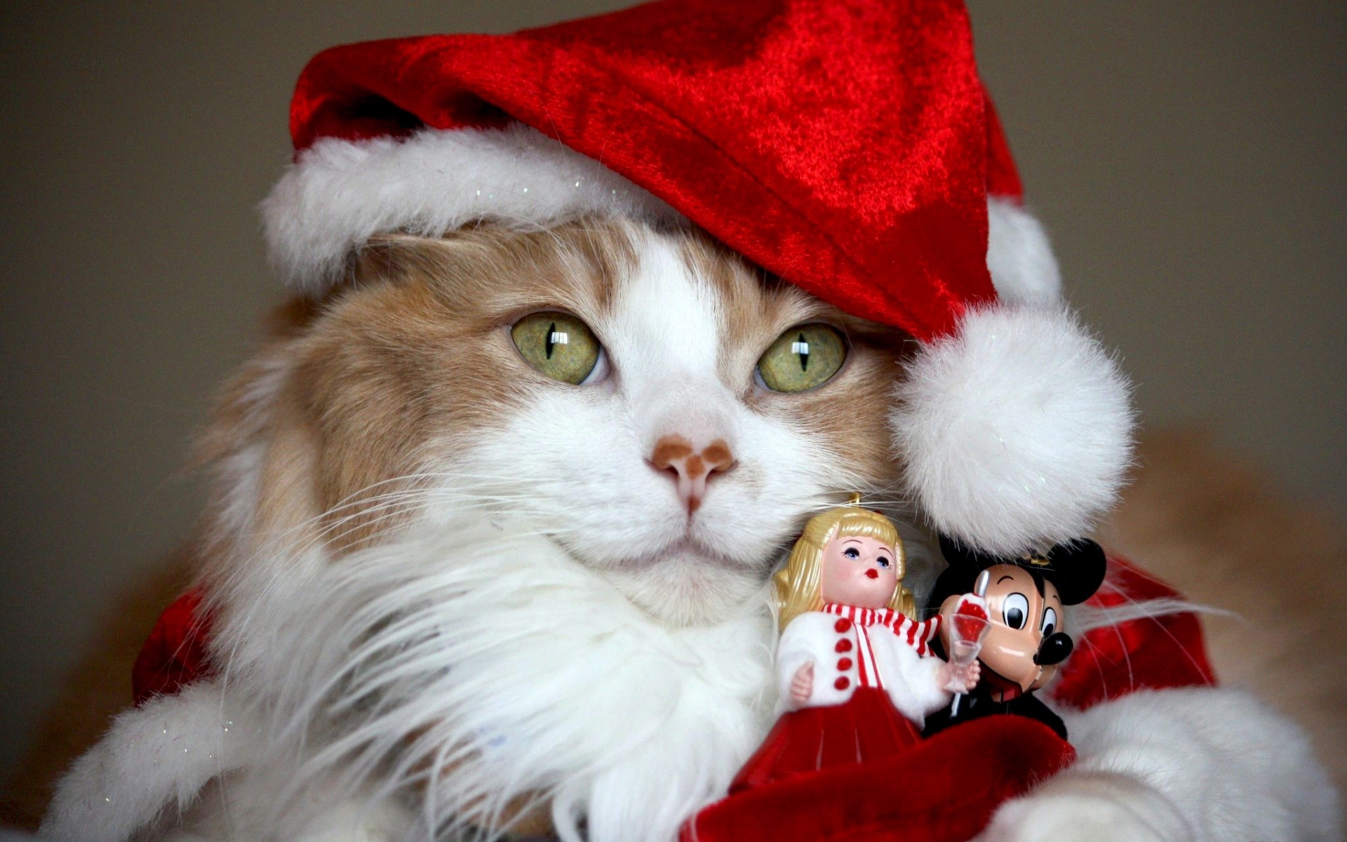 PCデスクトップに動物, クリスマス, ネコ, サンタハット画像を無料でダウンロード