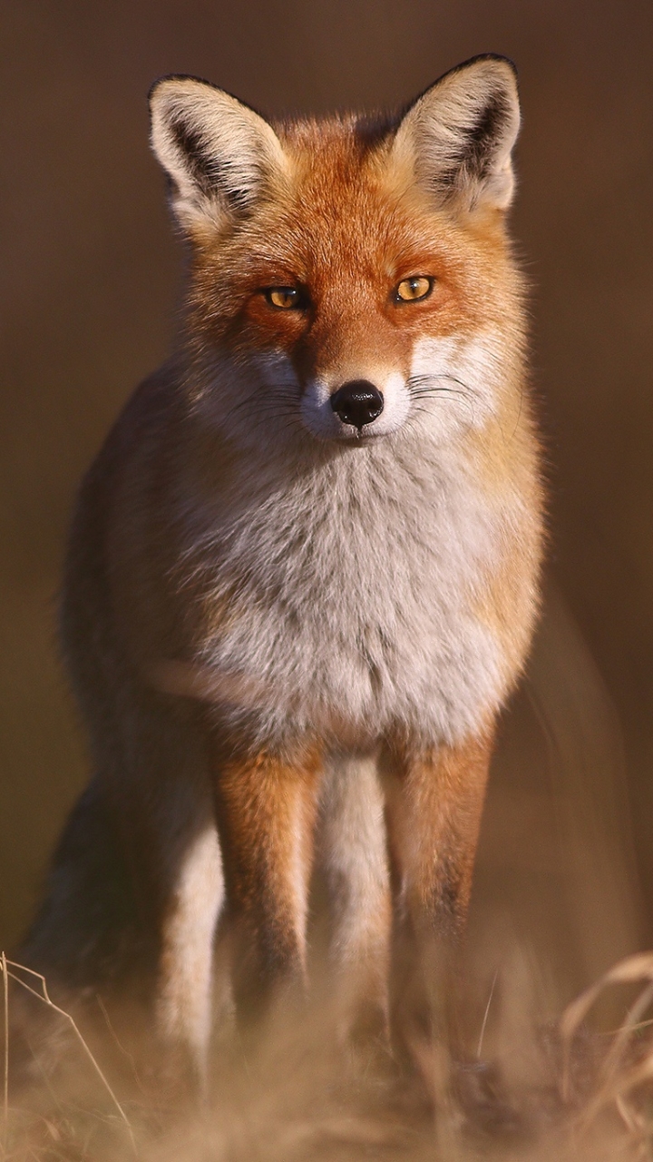 Download mobile wallpaper Fox, Animal, Stare for free.