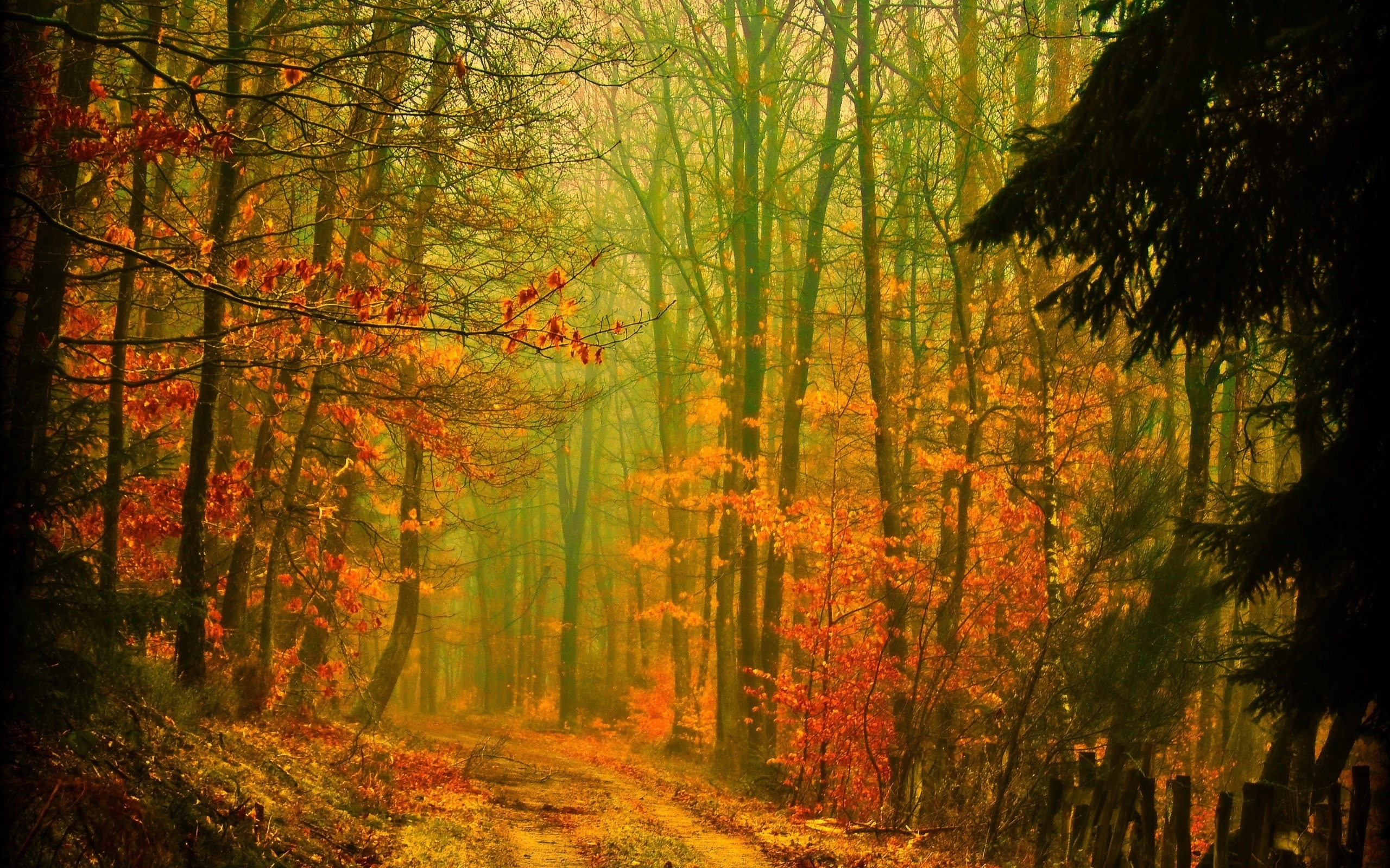 Скачать обои бесплатно Деревья, Дороги, Пейзаж, Осень картинка на рабочий стол ПК