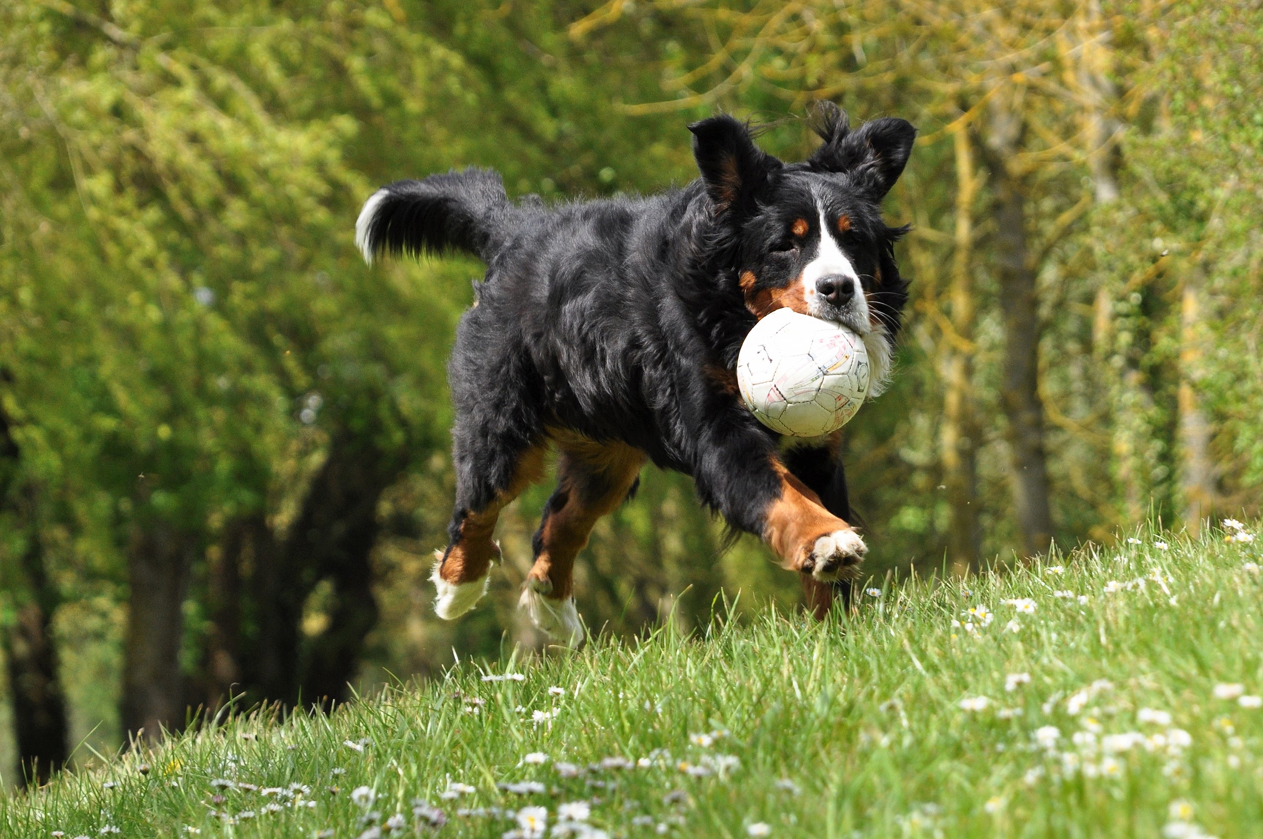 Download mobile wallpaper Dogs, Grass, Dog, Ball, Animal, Bernese Mountain Dog for free.