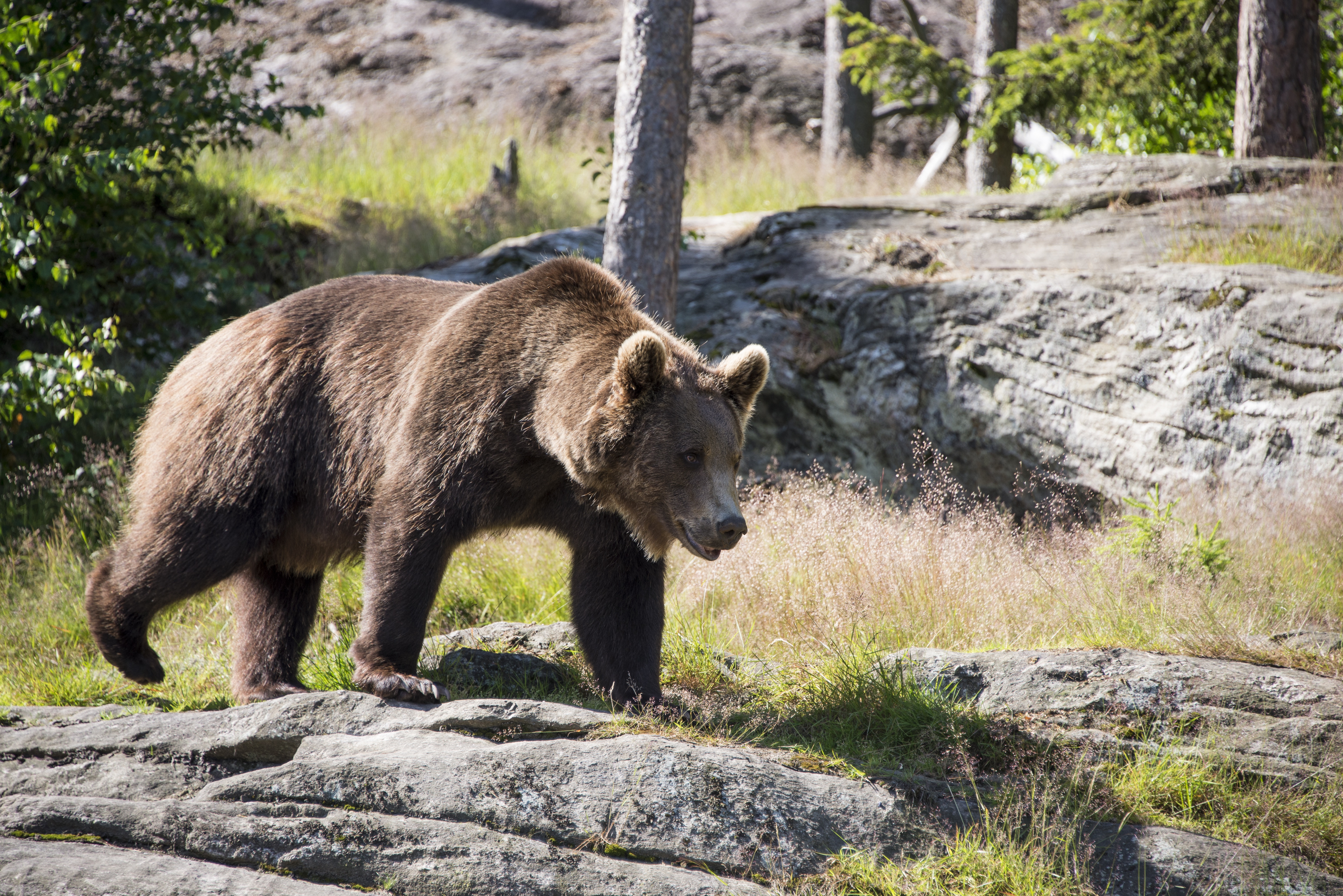 467974 télécharger l'image animaux, grizzli, grisonnant, ours - fonds d'écran et économiseurs d'écran gratuits