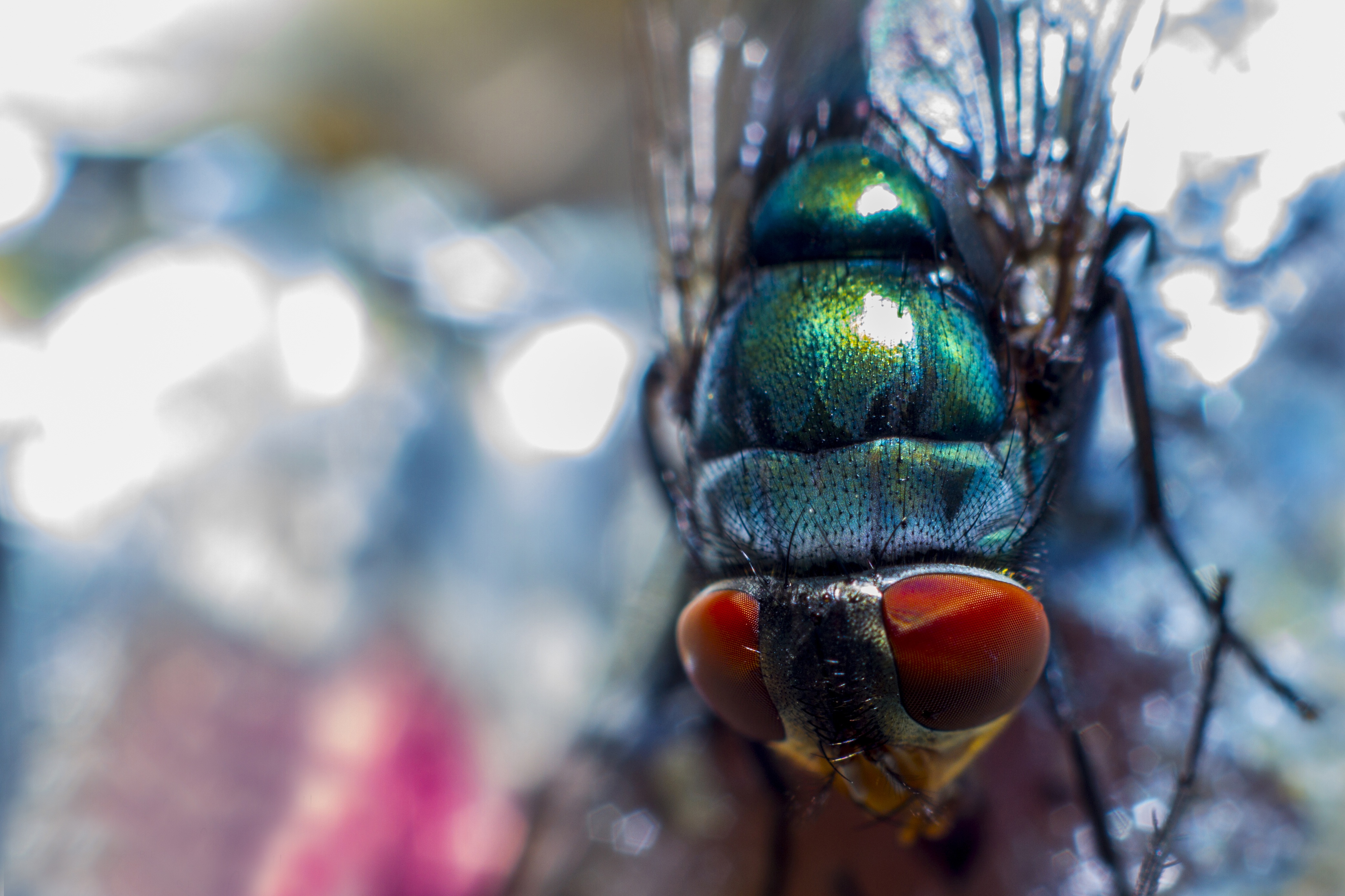Lock Screen PC Wallpaper macro, eyes, close up, insect, fly