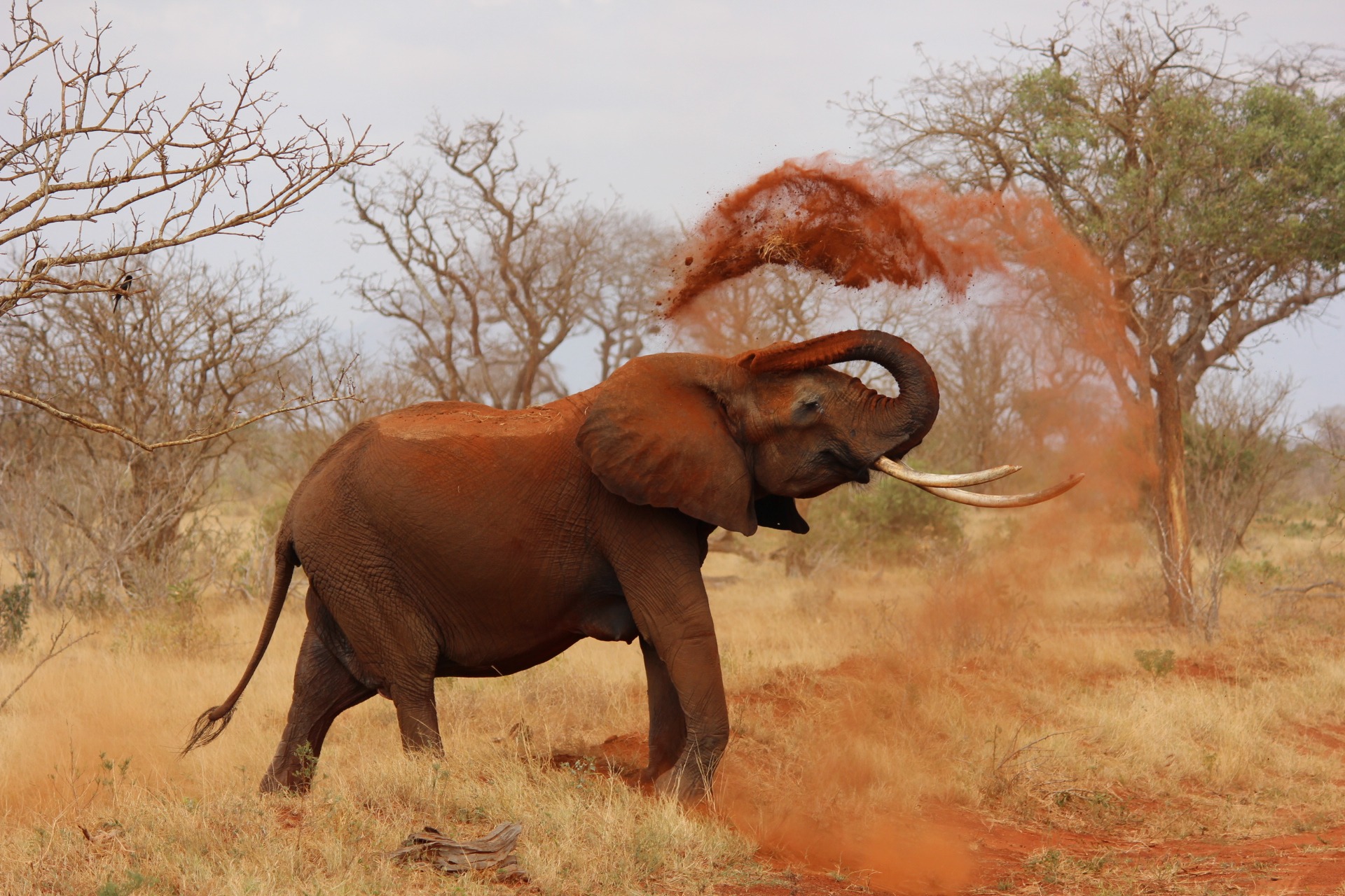 388765 télécharger l'image animaux, éléphant de savane d'afrique, mammifère, éléphants - fonds d'écran et économiseurs d'écran gratuits
