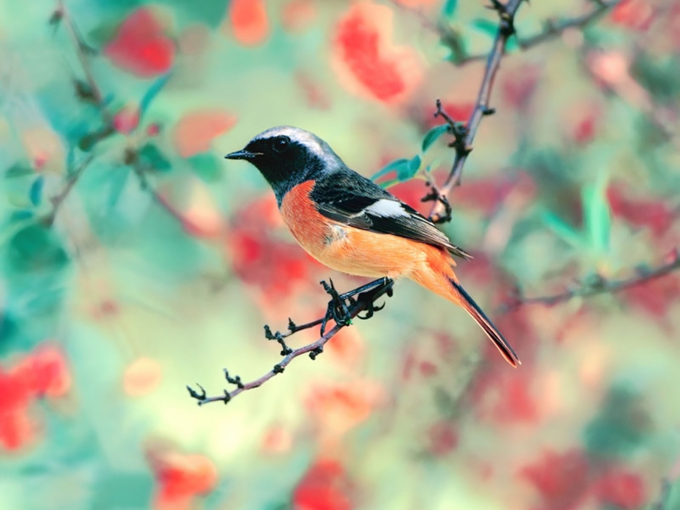 Free download wallpaper Animals, Birds on your PC desktop