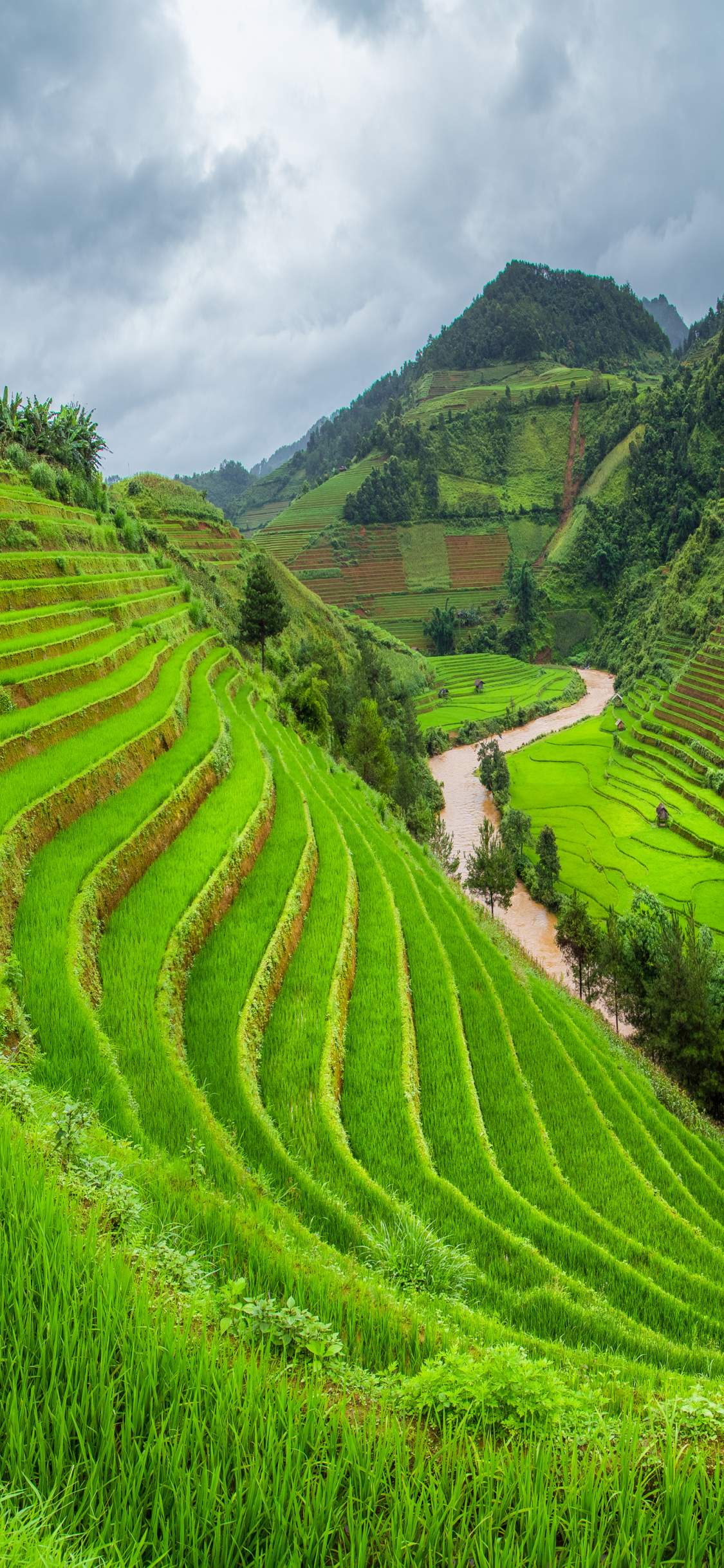 Download mobile wallpaper Landscape, Vietnam, Man Made, Rice Terrace, Greenery for free.